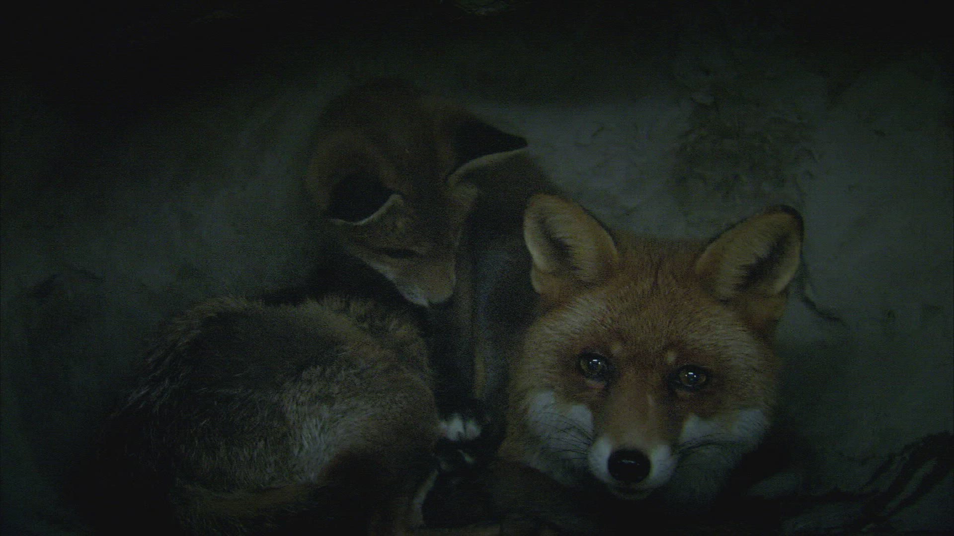 536957064 / Fox / Fox's Den