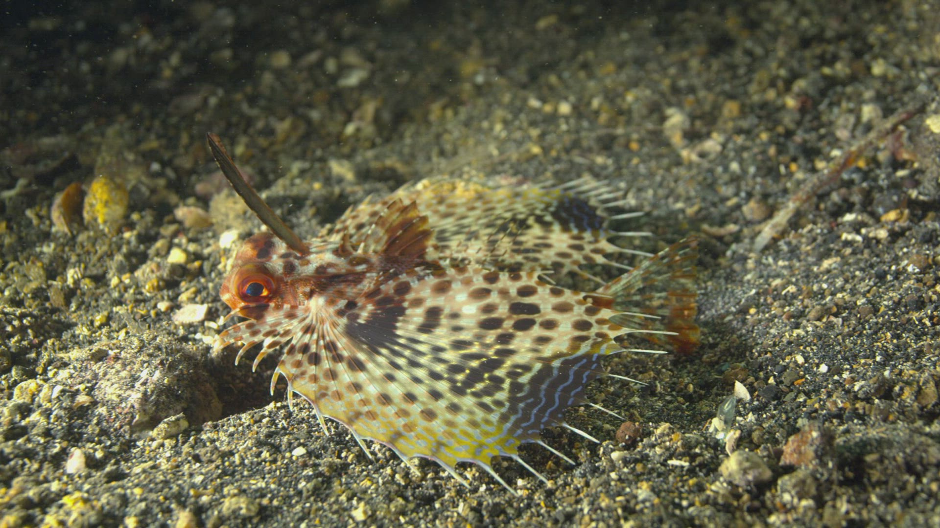 238669284 / Acanthopterygii / Pacific Ocean / Indonesia