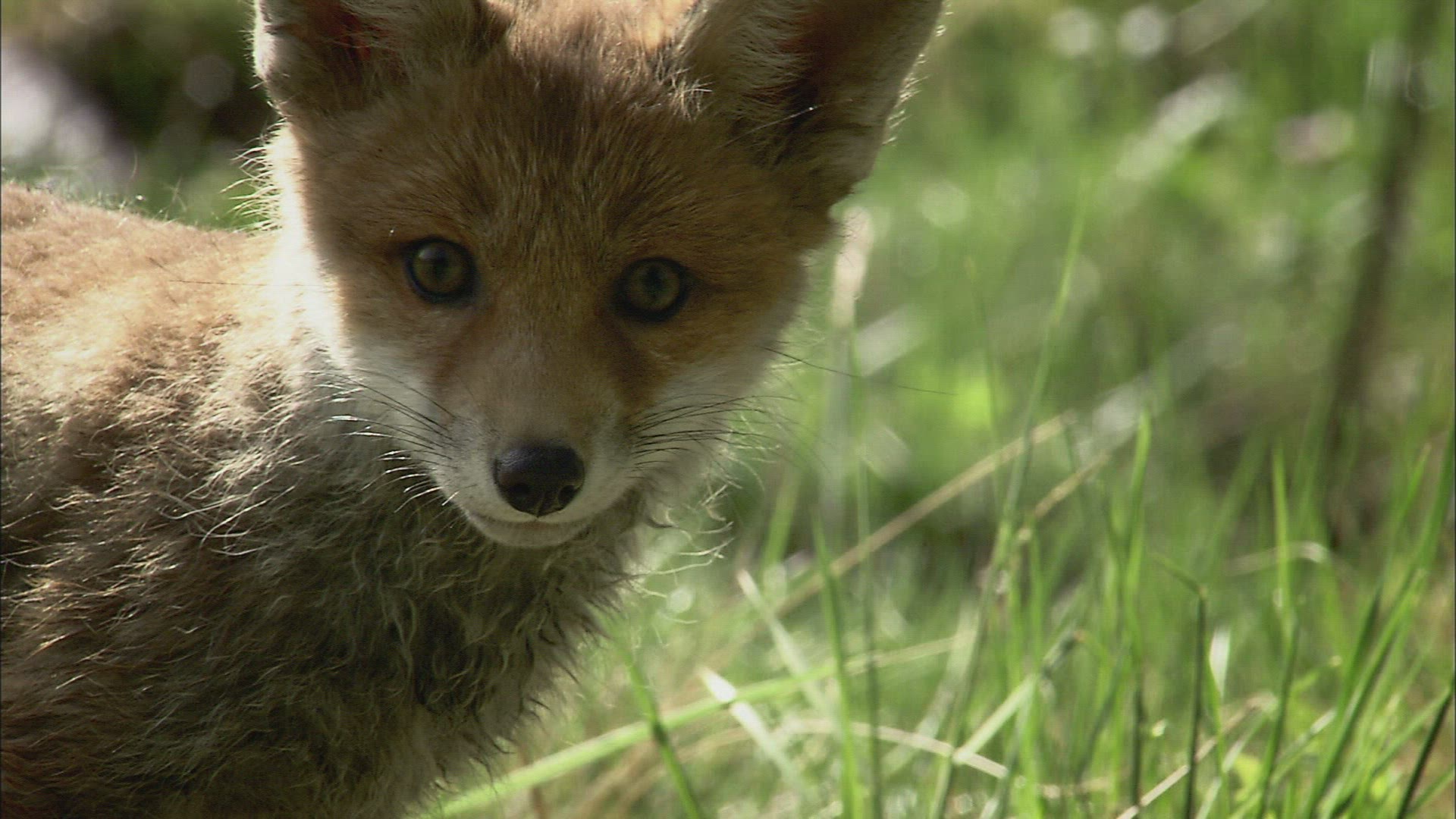 914521474 / Fox / Curiosity / Stream