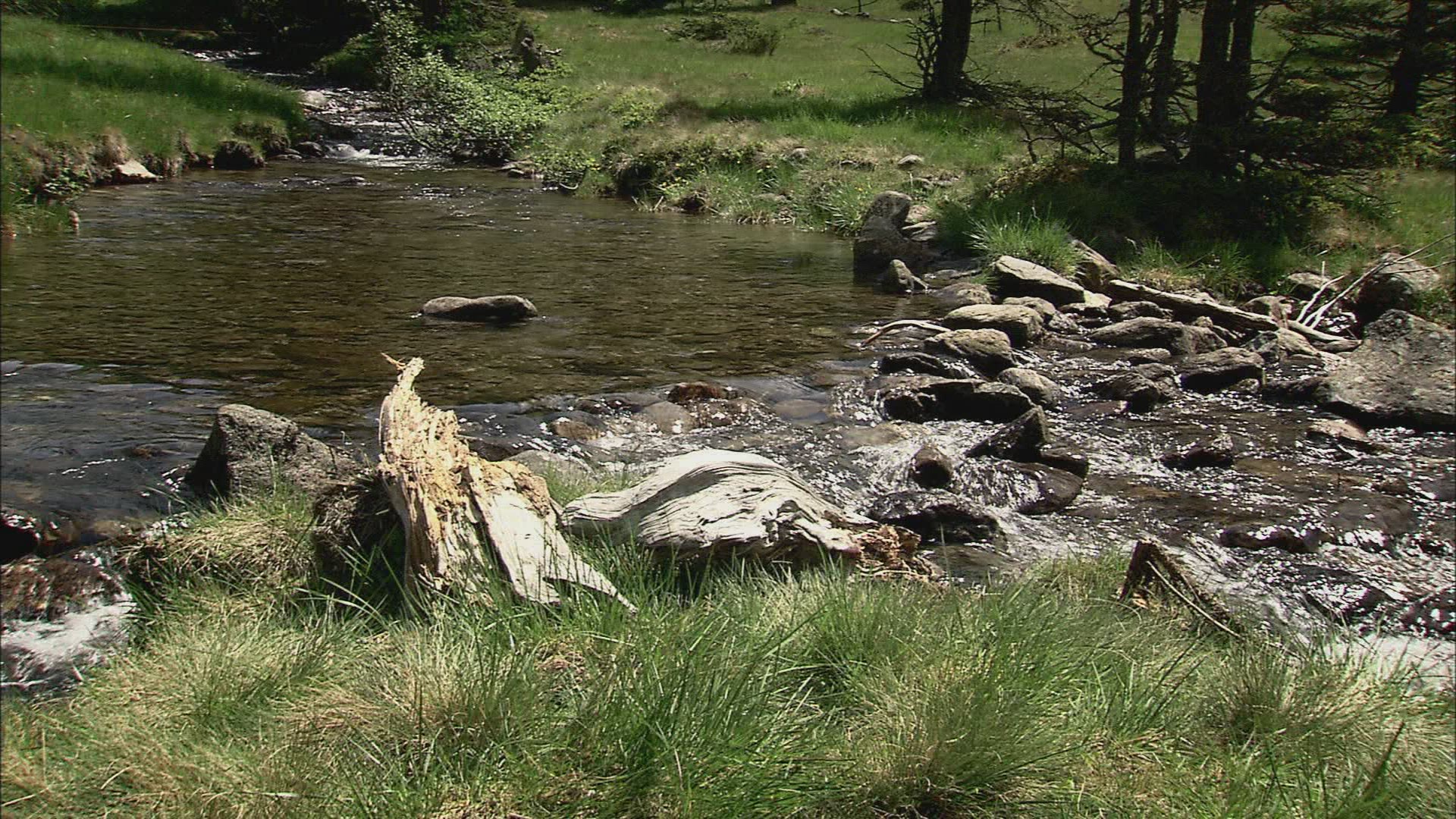 849328290 / Fox / Curiosity / Stream