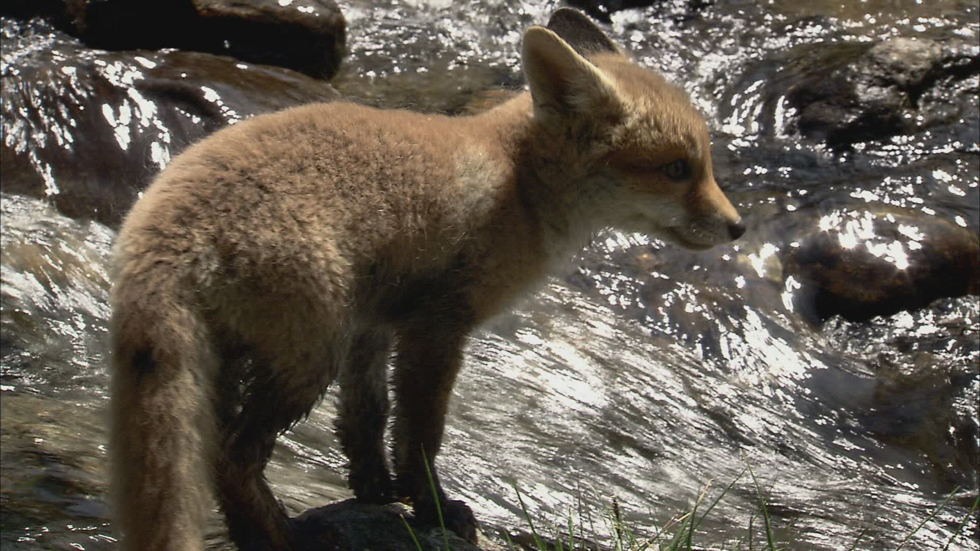 179738765 / Fox / Curiosity / Stream