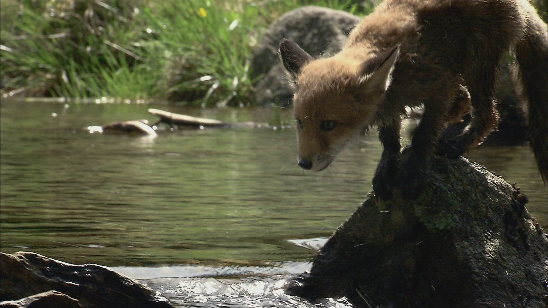 629368422 / Fox / Curiosity / Stream