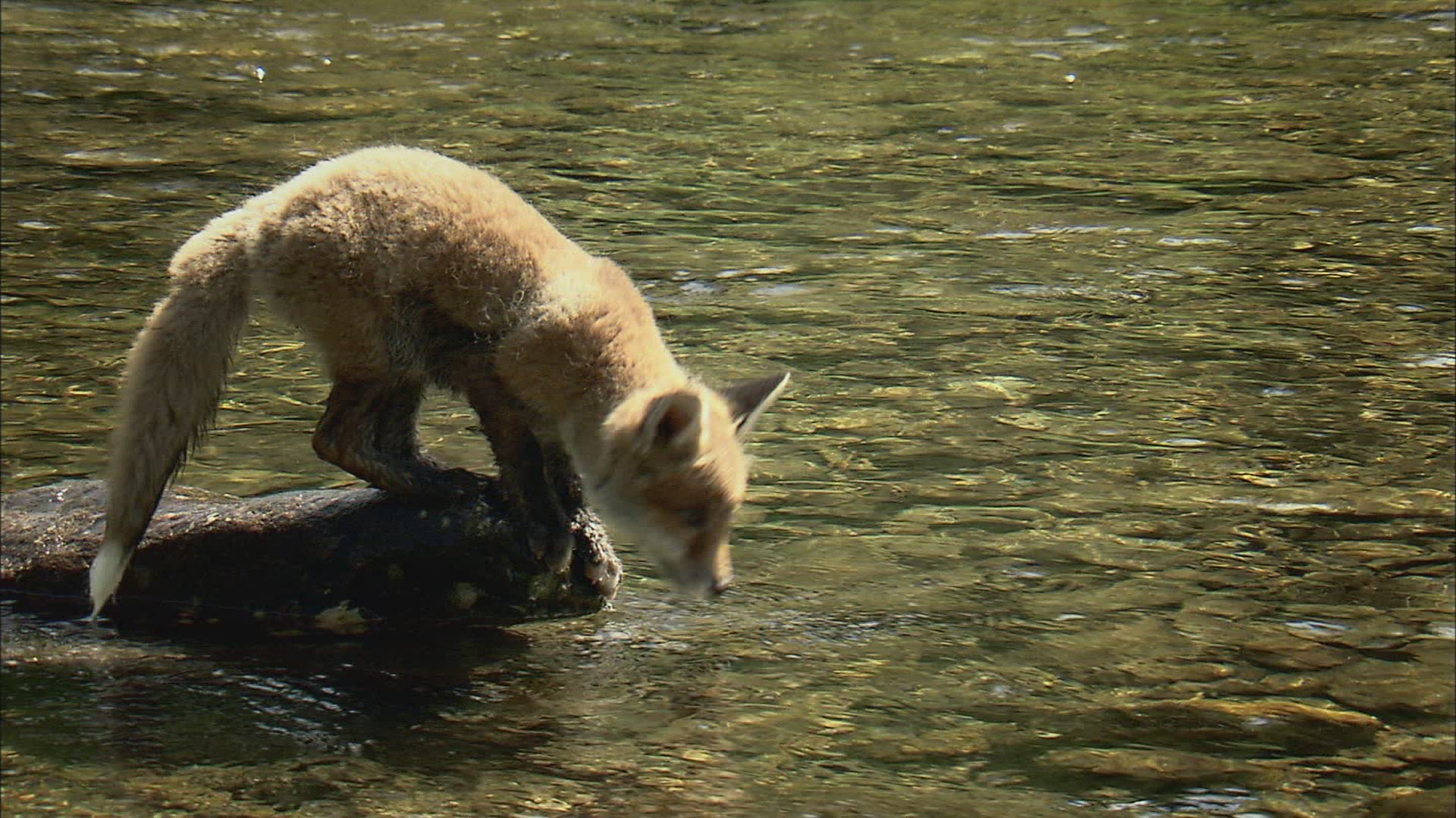 624797258 / Fox / Curiosity / Stream