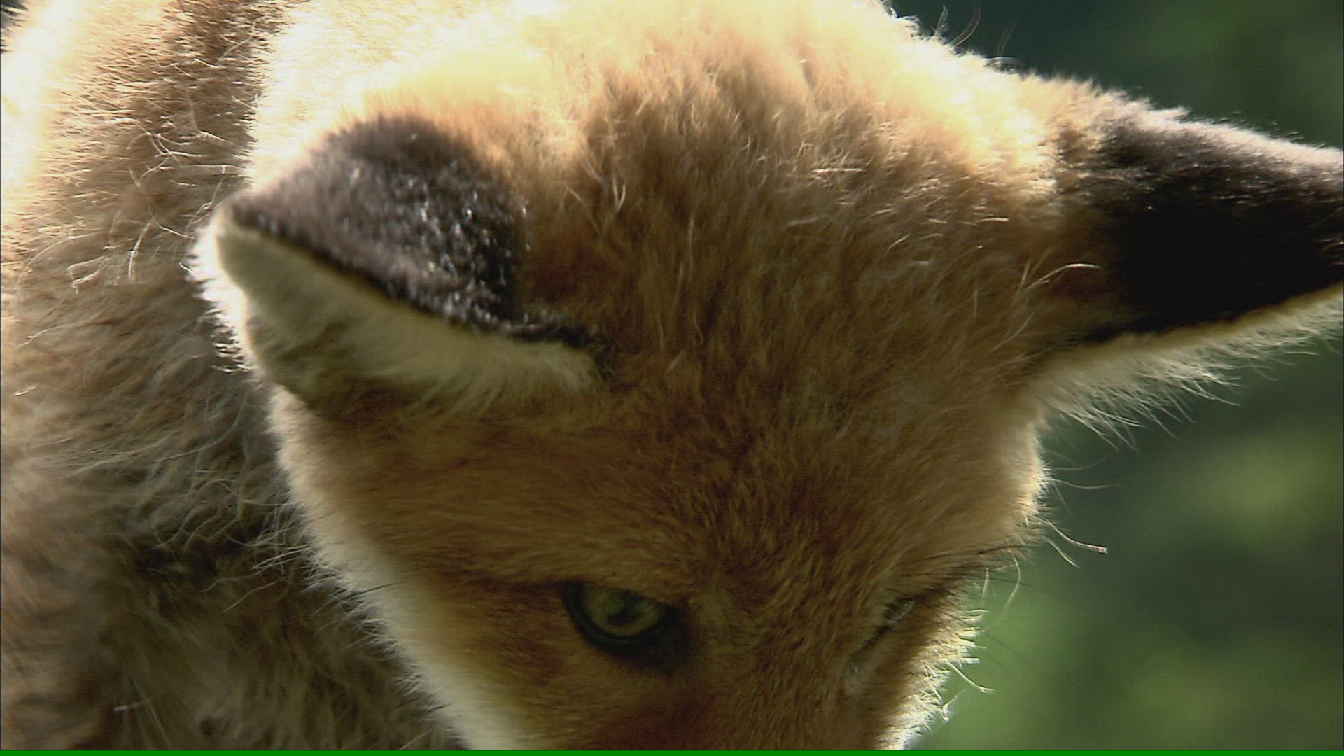 976094348 / Fox / Curiosity / Stream