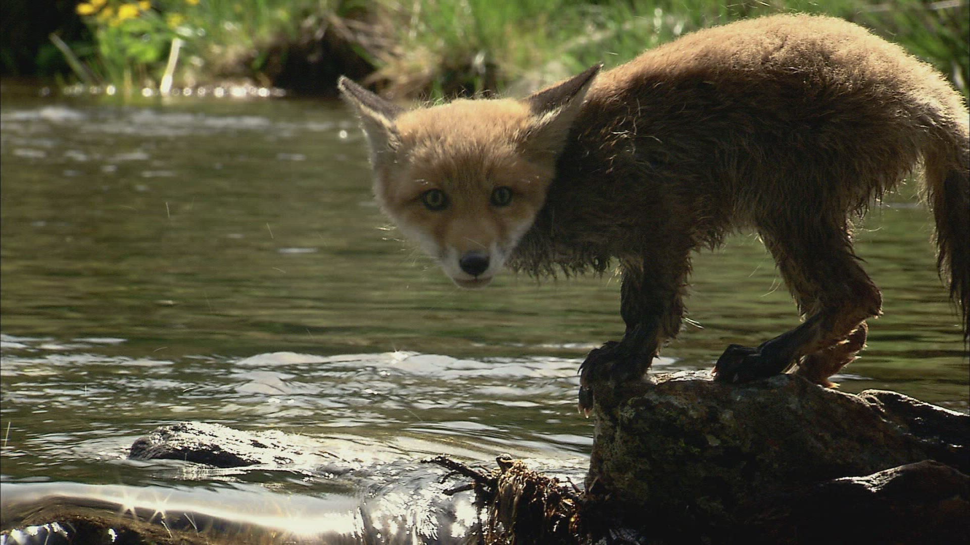 134684425 / Fox / Curiosity / Stream