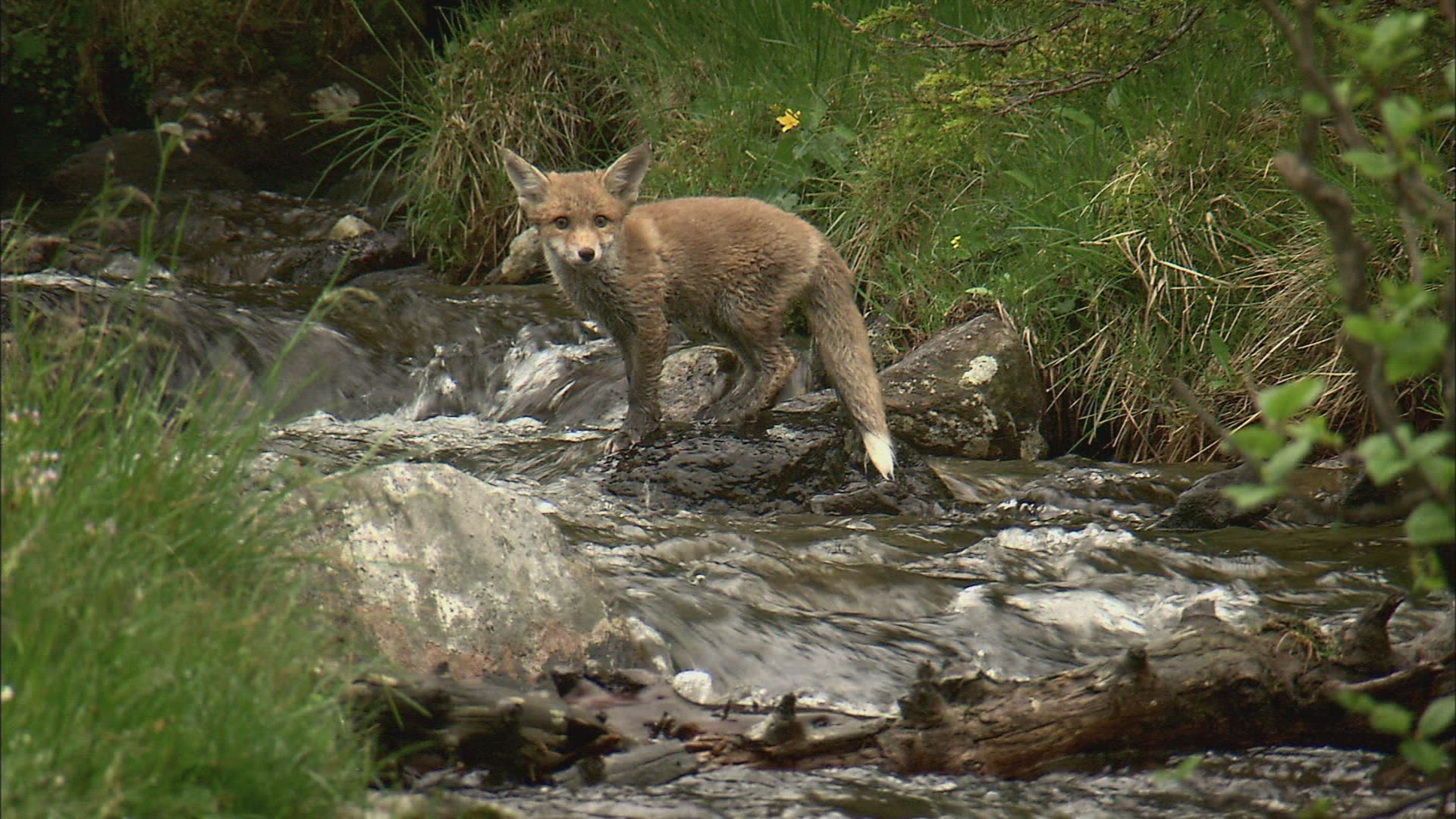 180145305 / Fox / Curiosity / Stream