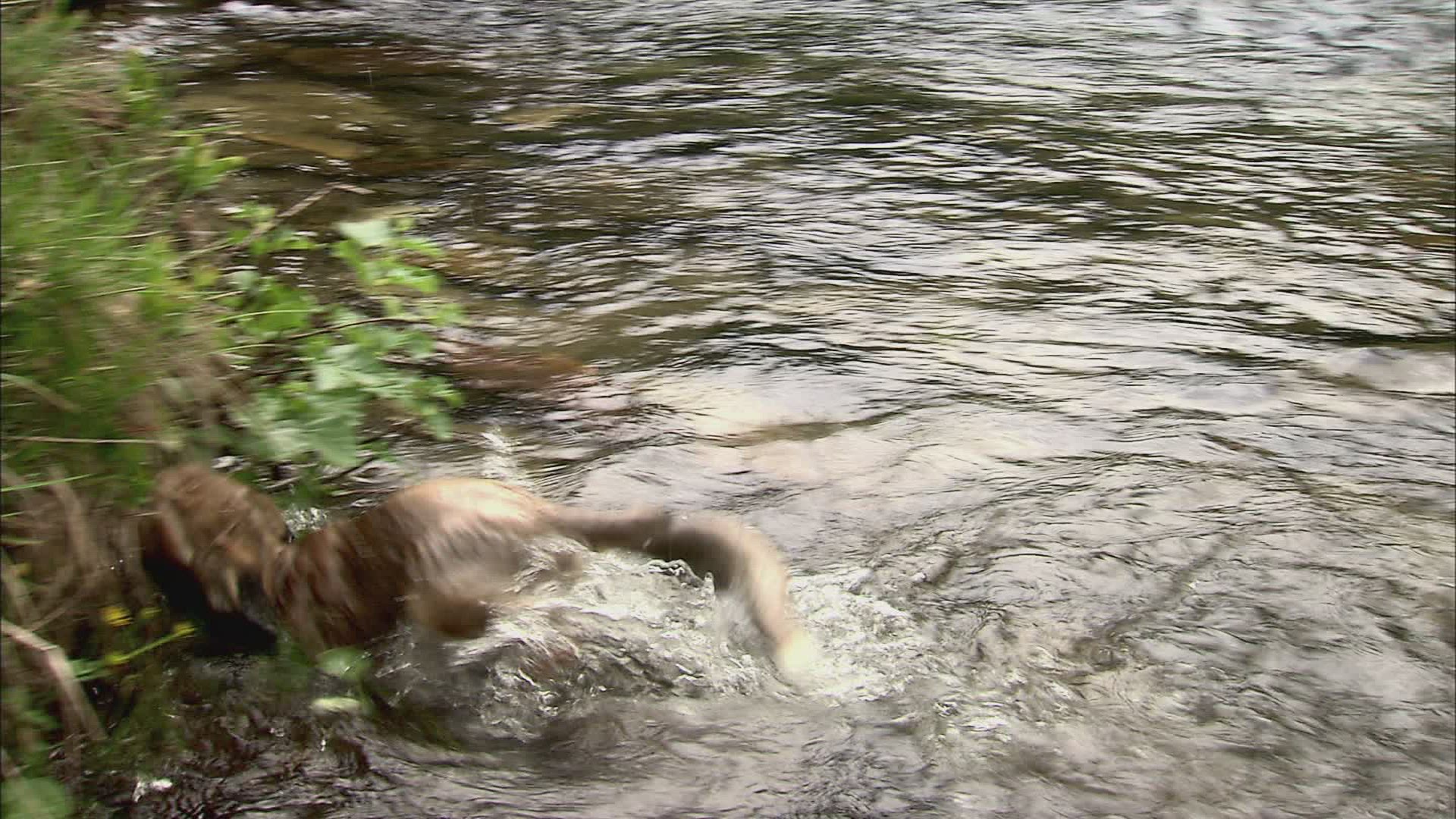 692204794 / Fox / Curiosity / Stream