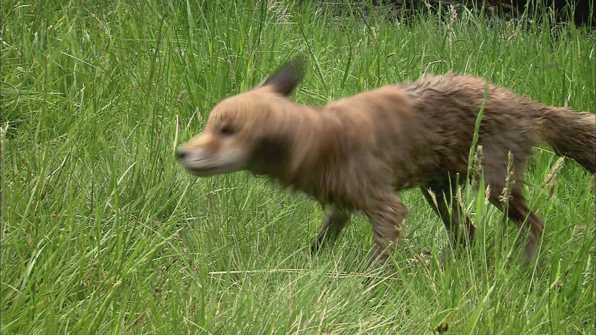 730710480 / Fox / Curiosity / Stream