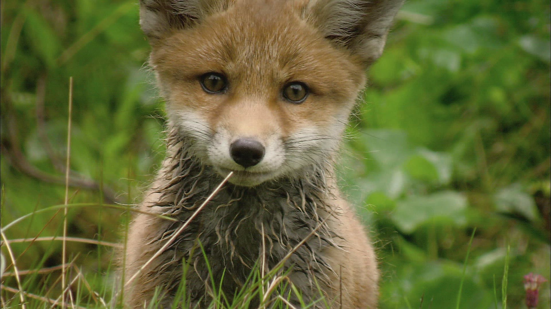 148519669 / Fox / Curiosity / Stream