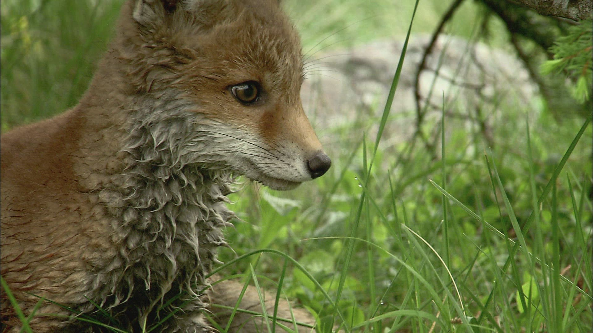 546069250 / Fox / Curiosity / Stream