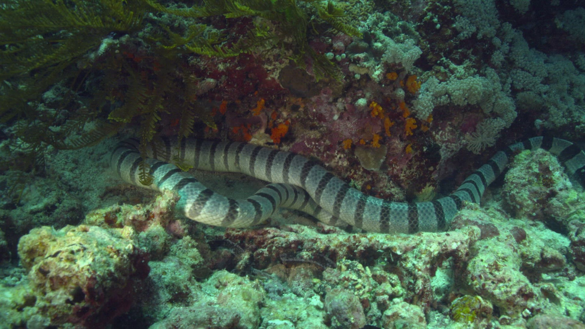 656052175 / Sea Snake / Pacific Ocean / Indonesia
