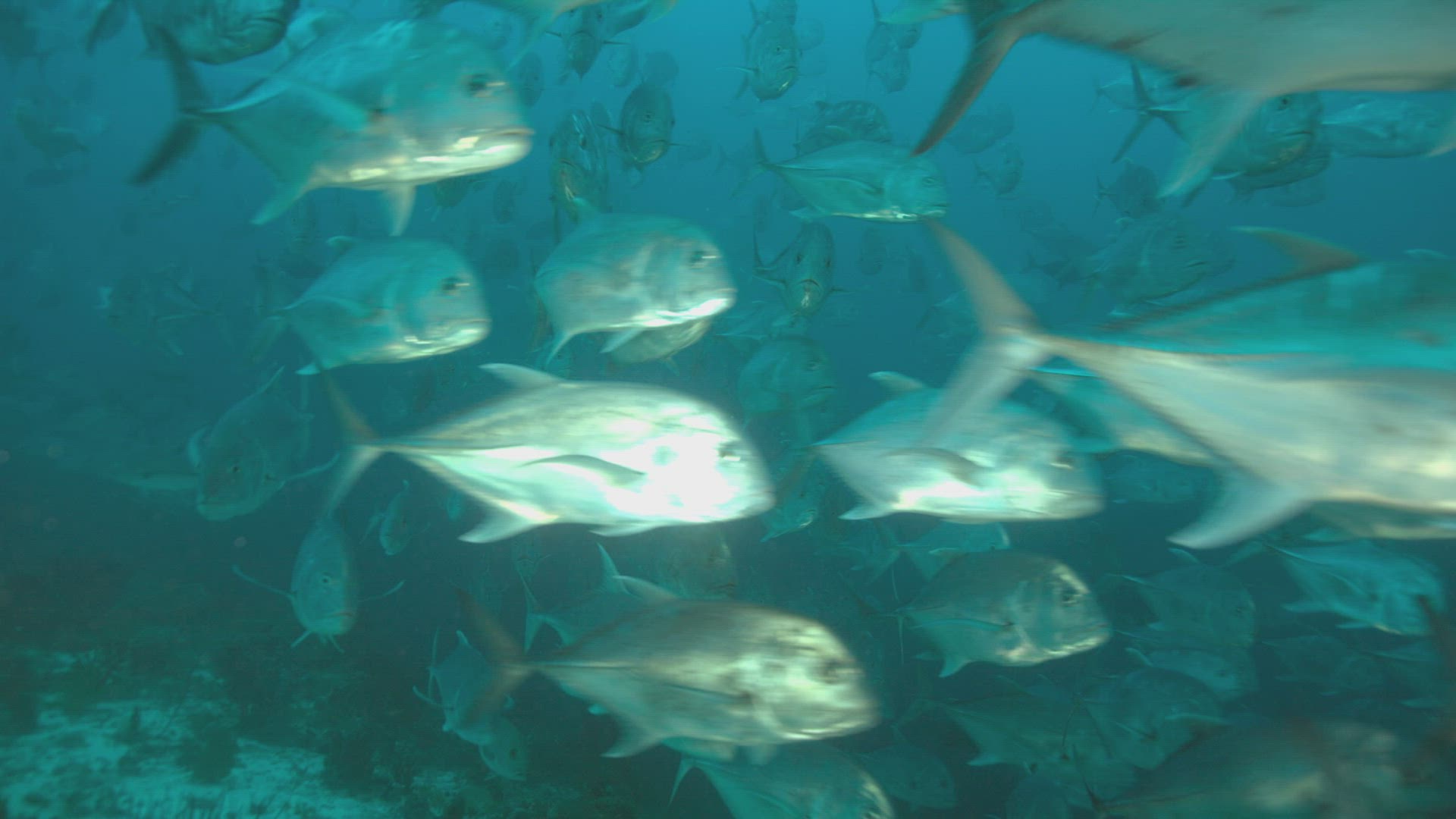 583075427 / Horse Mackerel / Ceram Sea / Indonesia