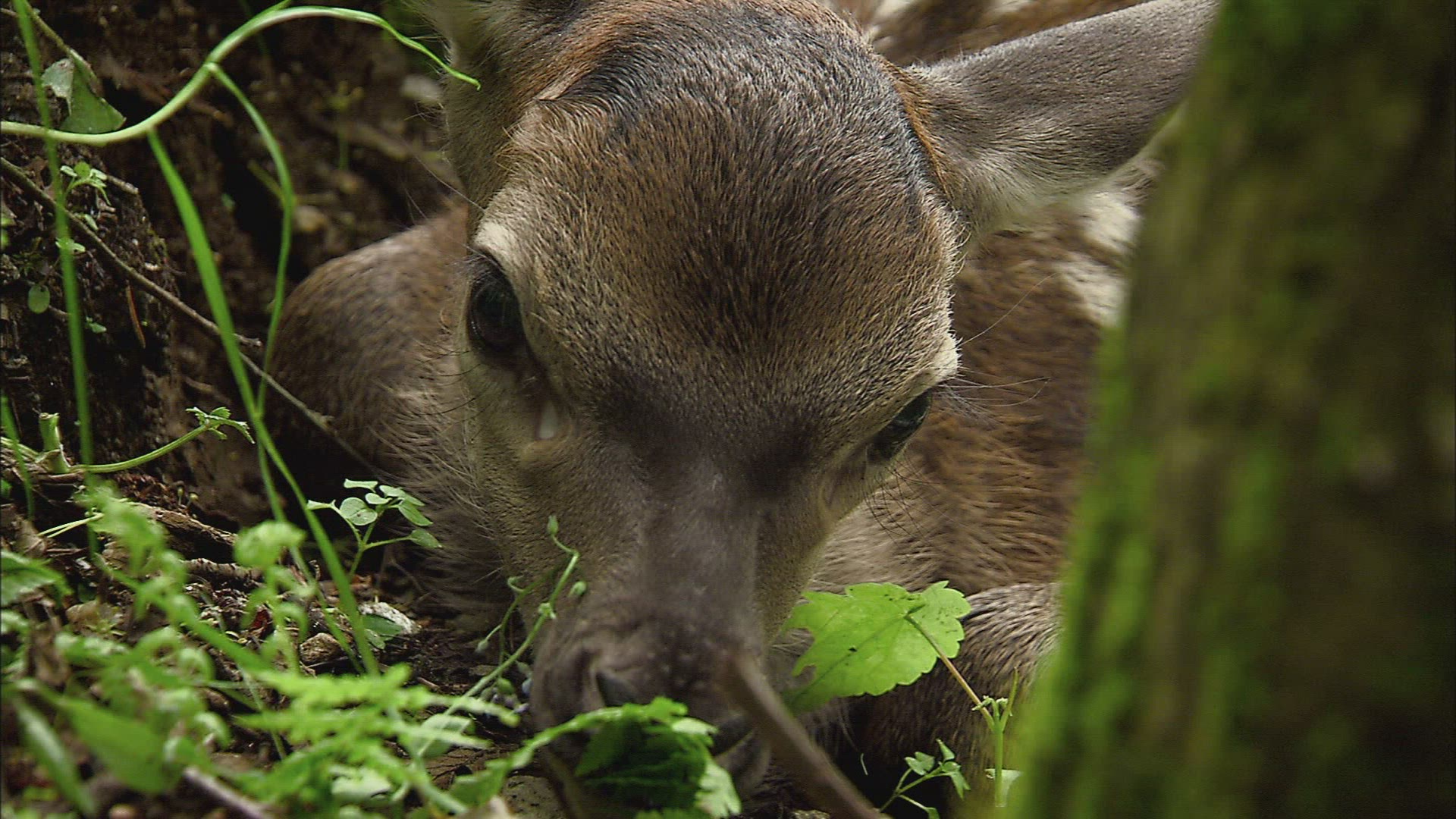 332634841 / Deer / Fawn / Forest