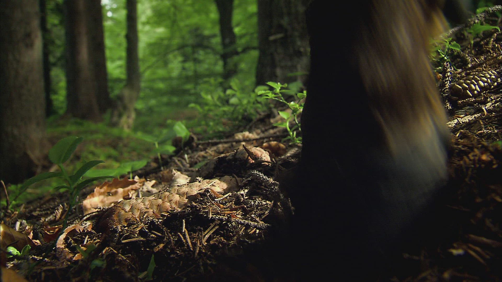 125212435 / Deer / Forest