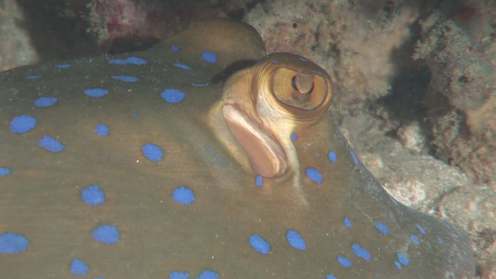 224659005 / Eye / Bluespotted Stingray / Bali