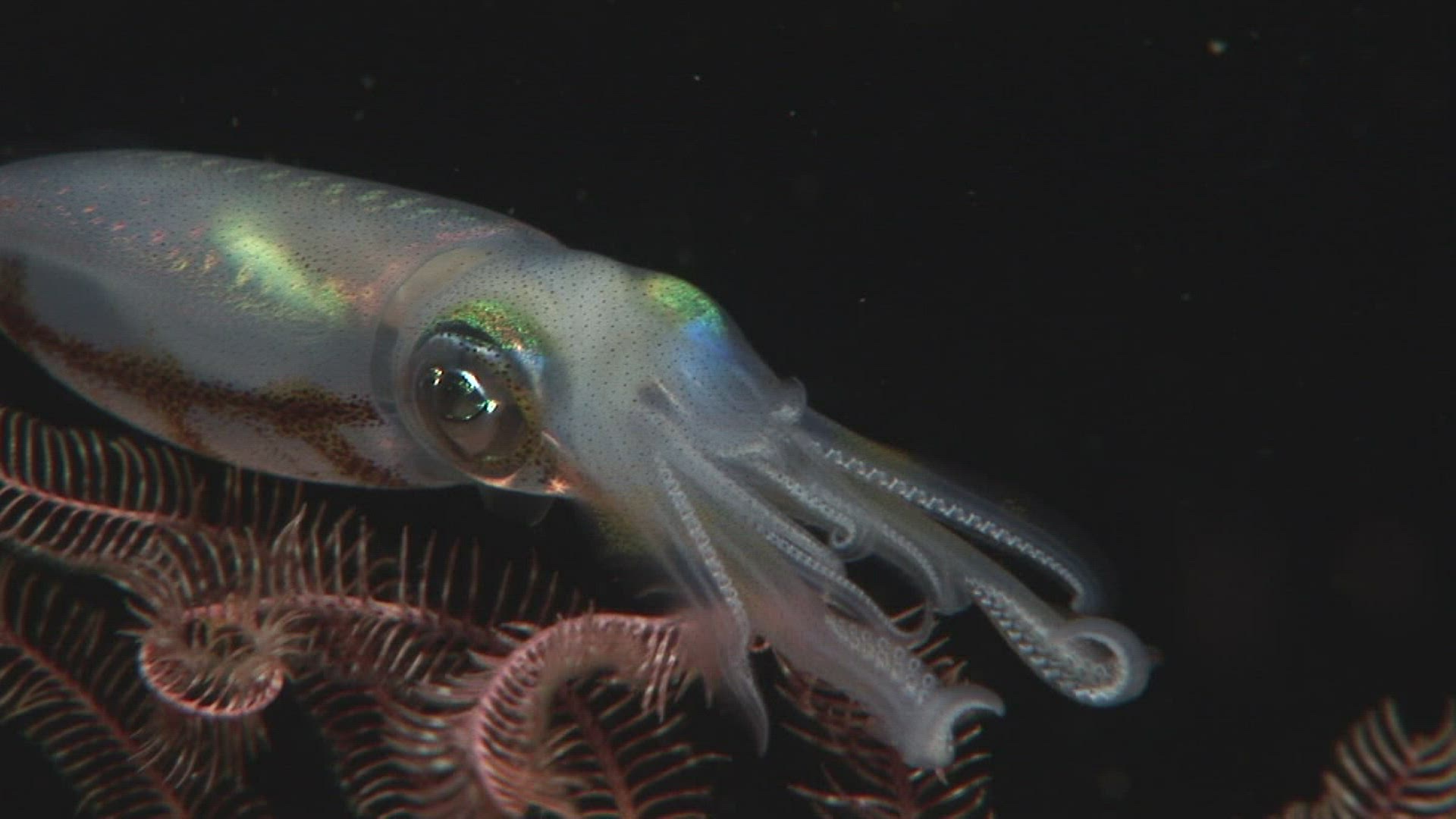 318525431 / Bigfin Reef Squid / Bali