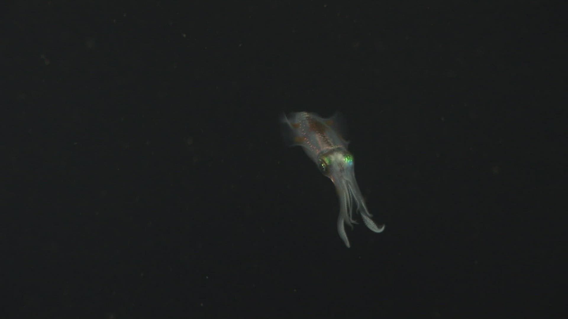 532761152 / Bigfin Reef Squid / Bali