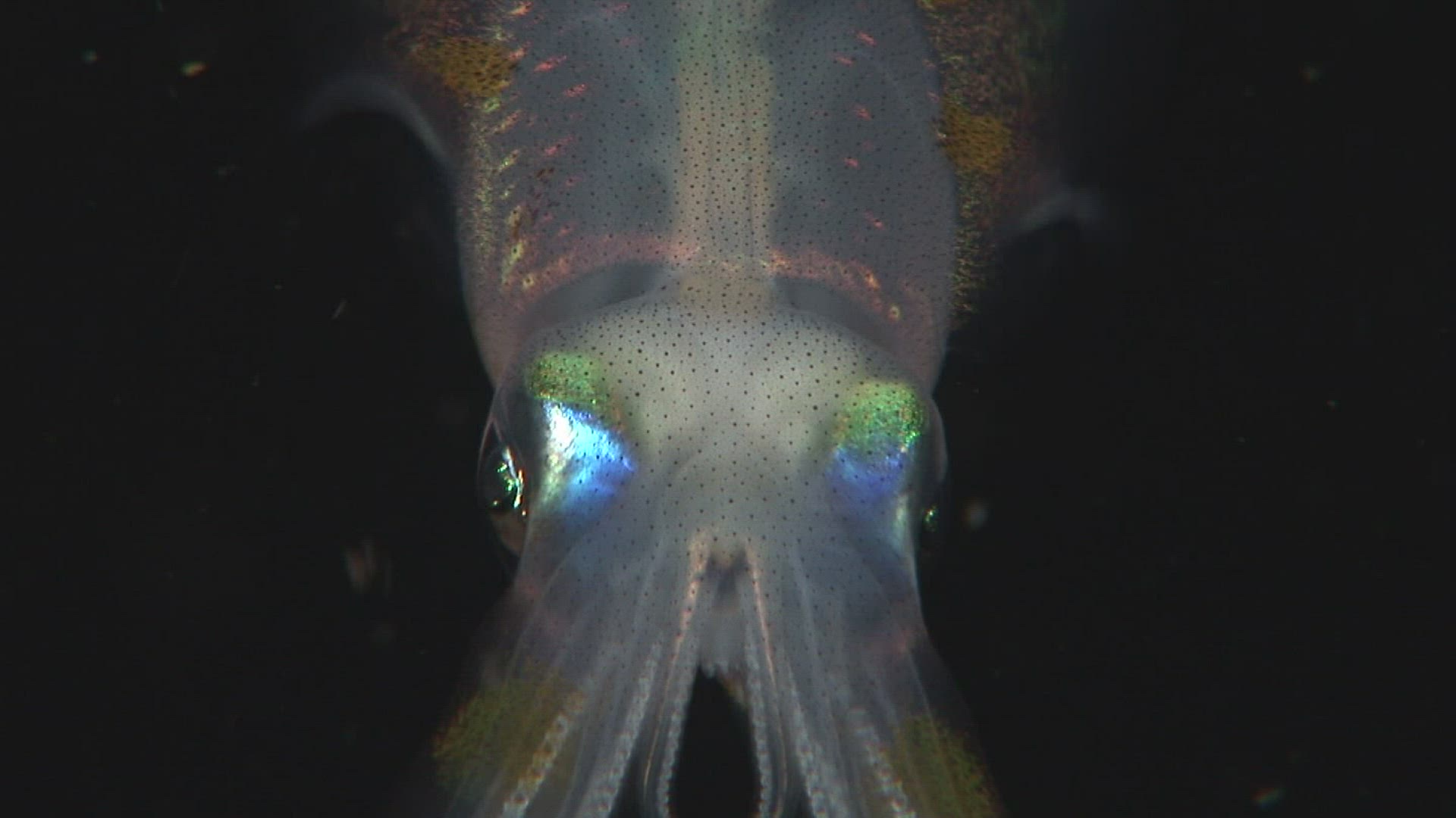712834946 / Bigfin Reef Squid / Bali