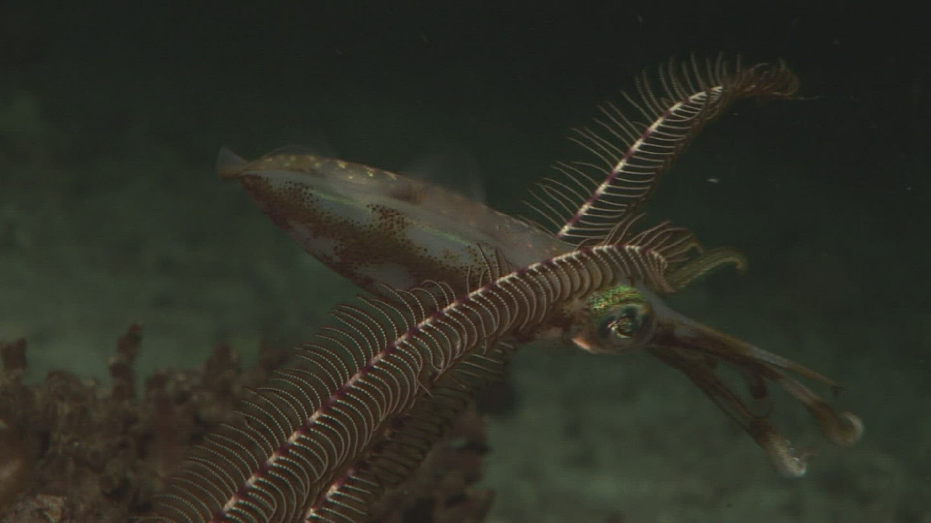 449812019 / Bigfin Reef Squid / Bali