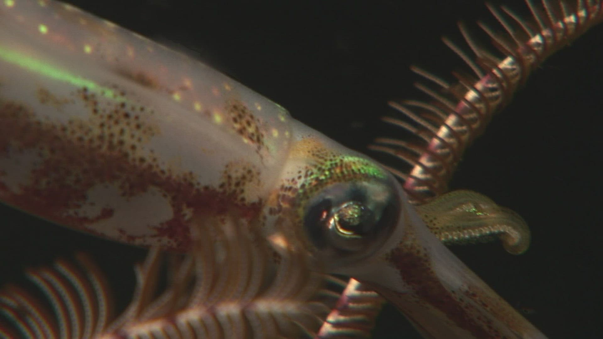 552827885 / Bigfin Reef Squid / Bali