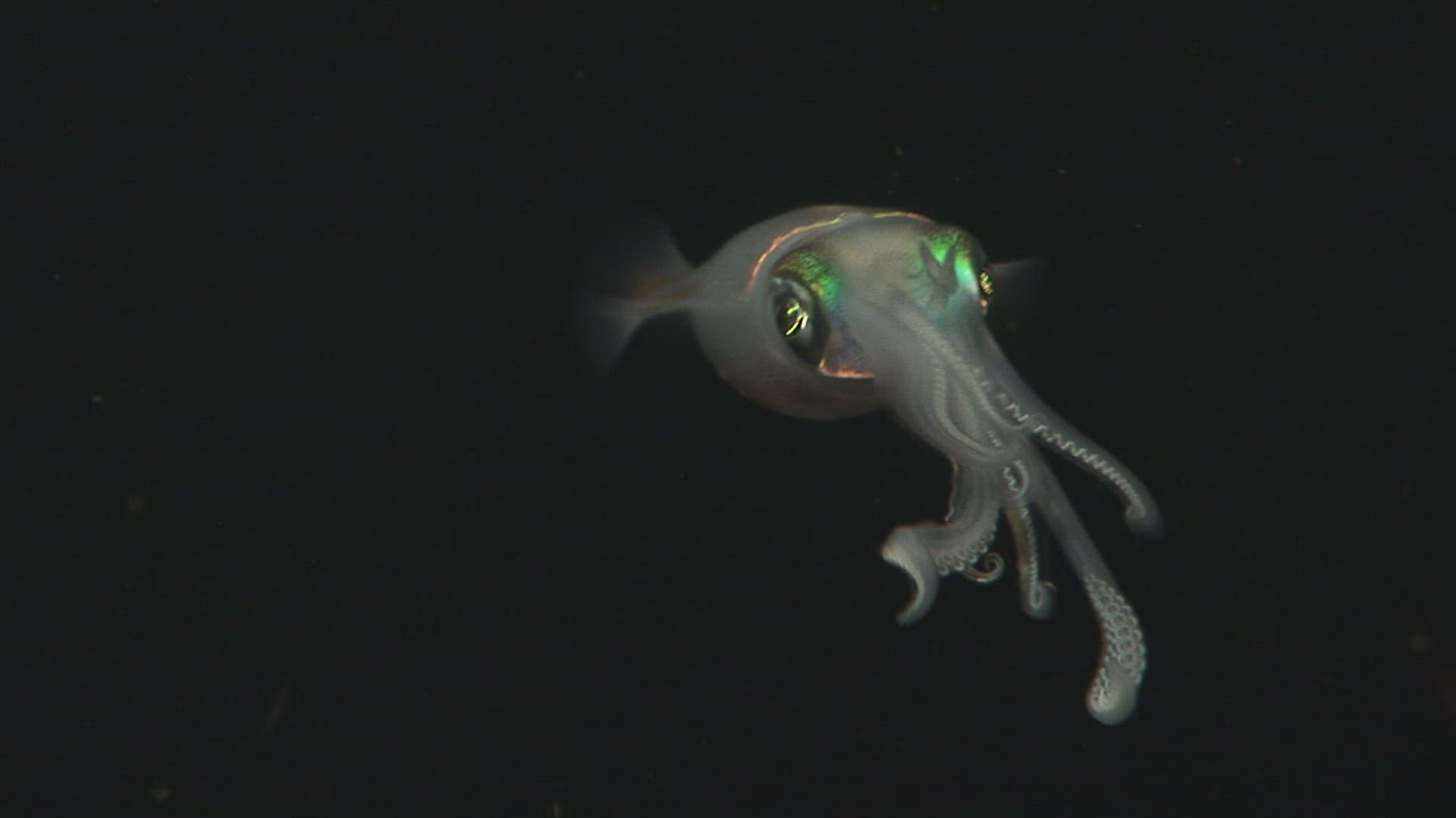 885873510 / Bigfin Reef Squid / Bali