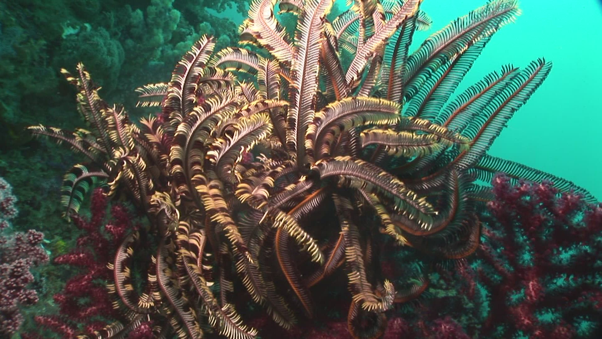 541222610 / Crinoid / Bali