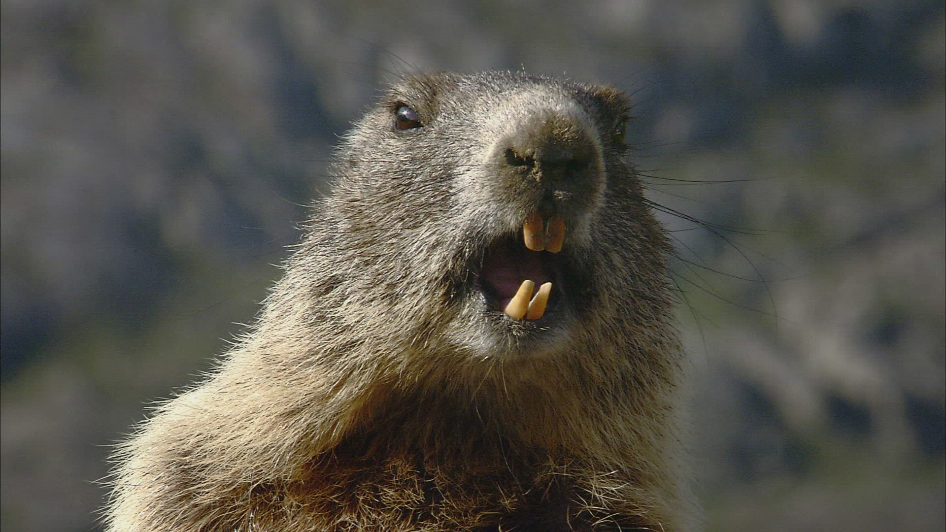 815979678 / Alpine Marmot / Curiosity / Austria