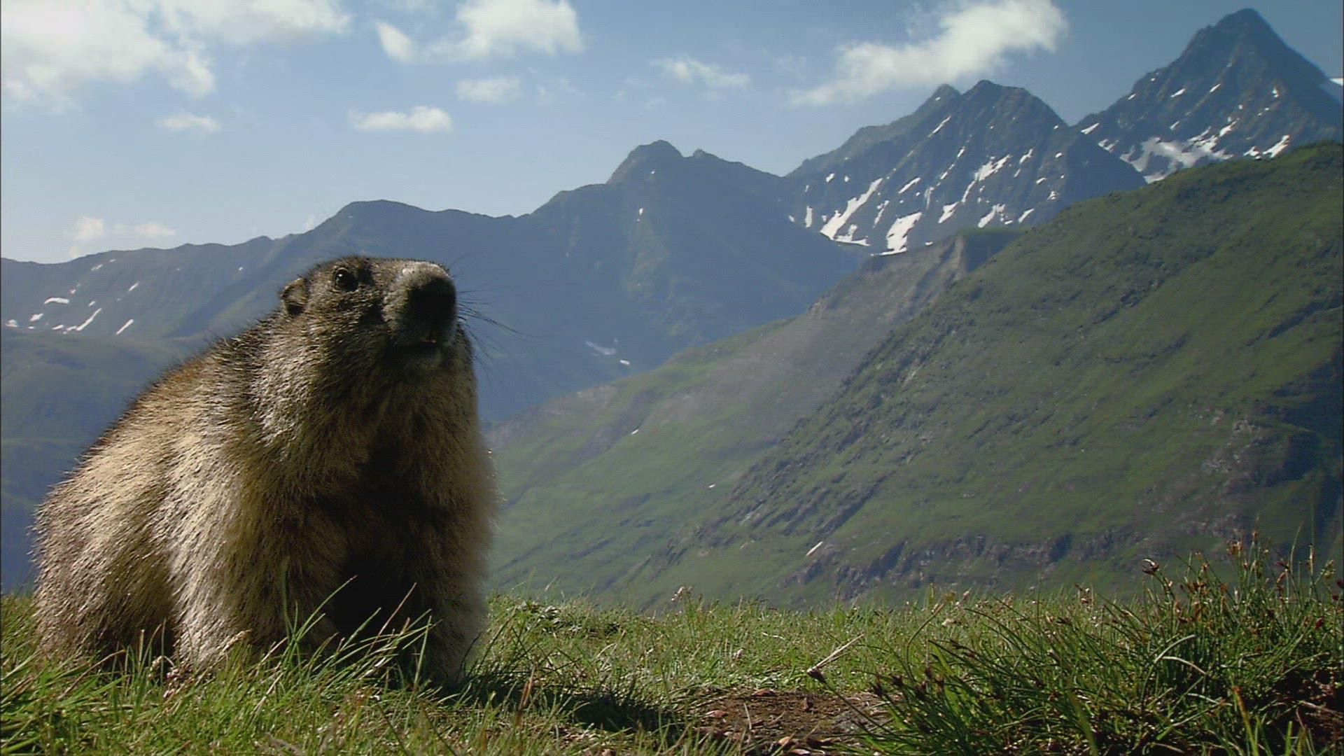 635638894 / Alpine Marmot / Curiosity / Austria