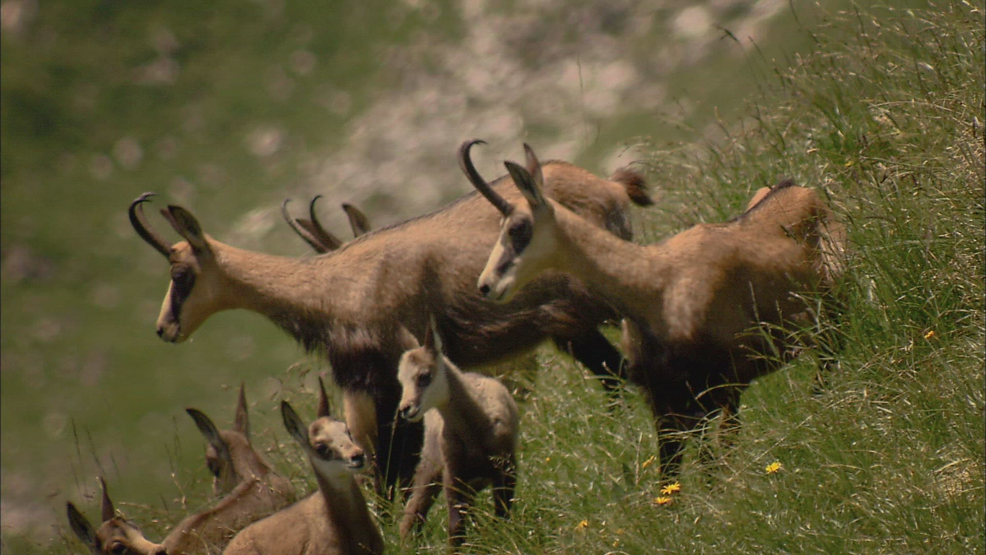 481066681 / Chamois / Pride / Alps