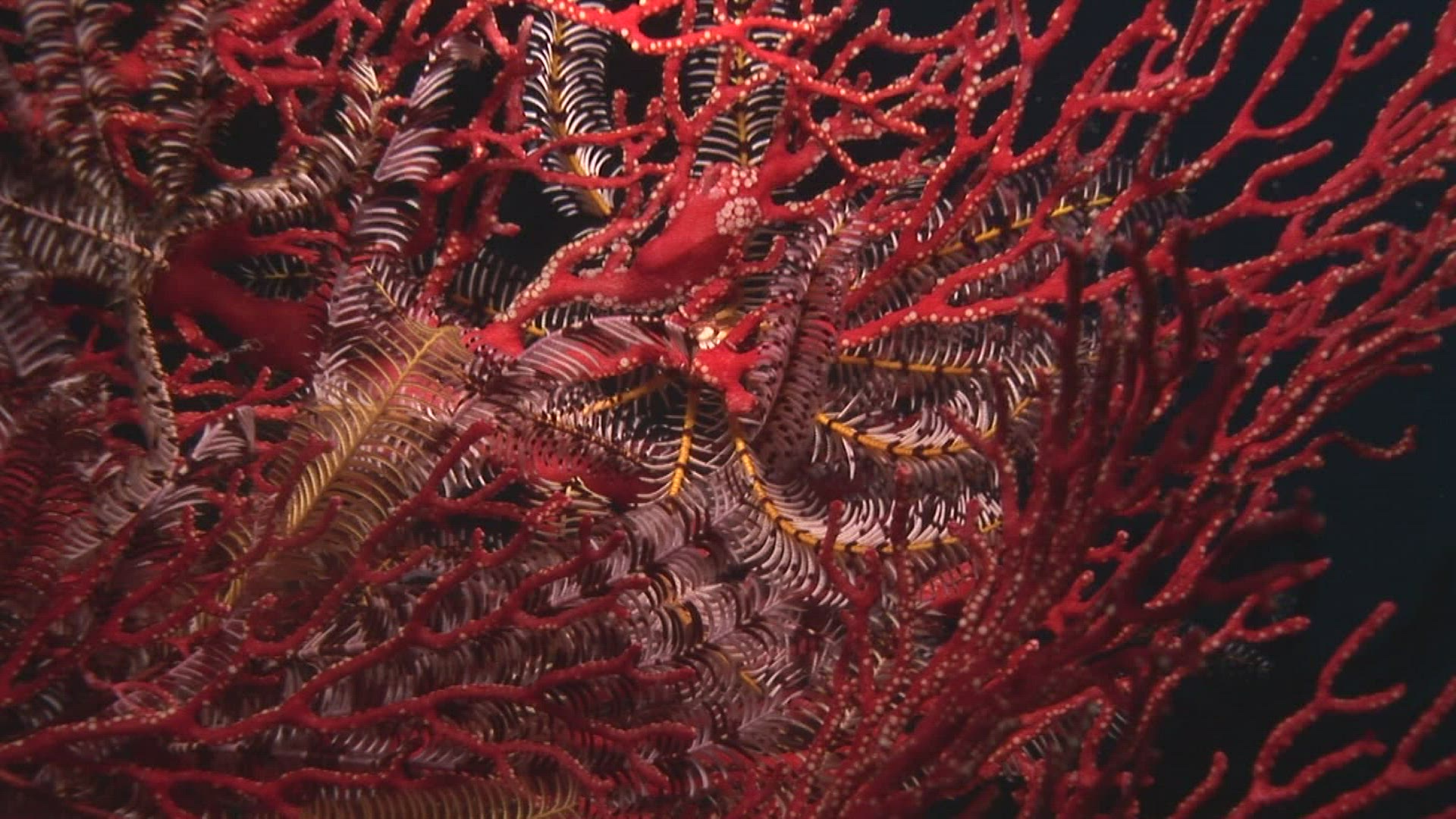 749981146 / Seahorse / Gorgonian / Indonesia
