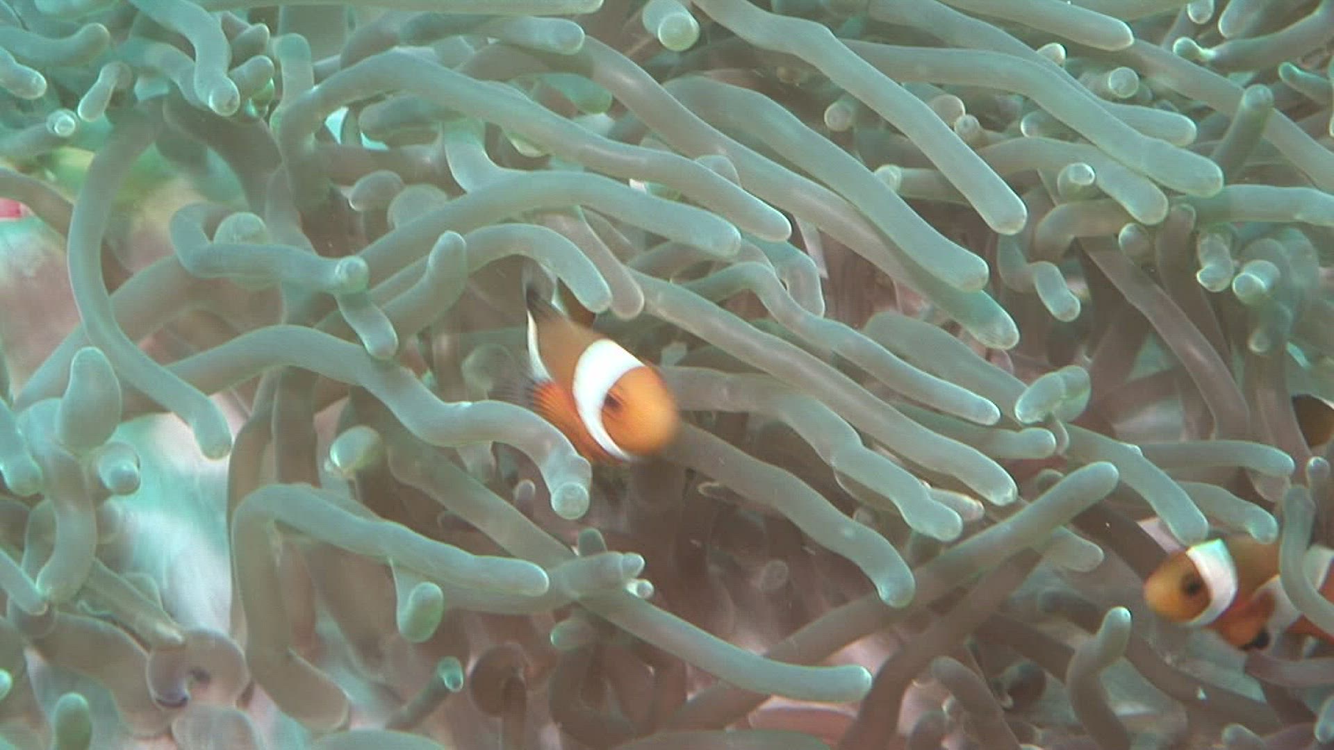 537819195 / Amphiprioninae / Sea Anemone / Indonesia