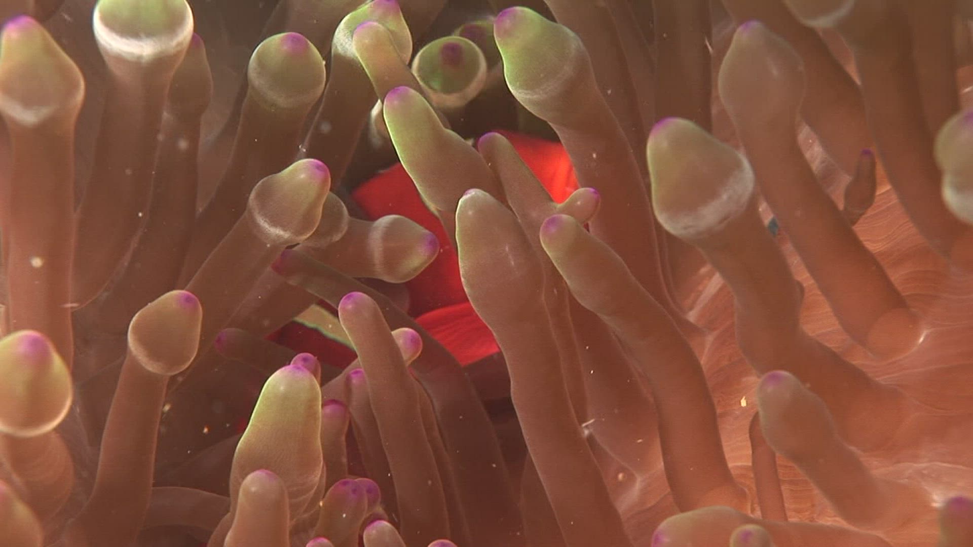 712047603 / Amphiprioninae / Sea Anemone / Indonesia