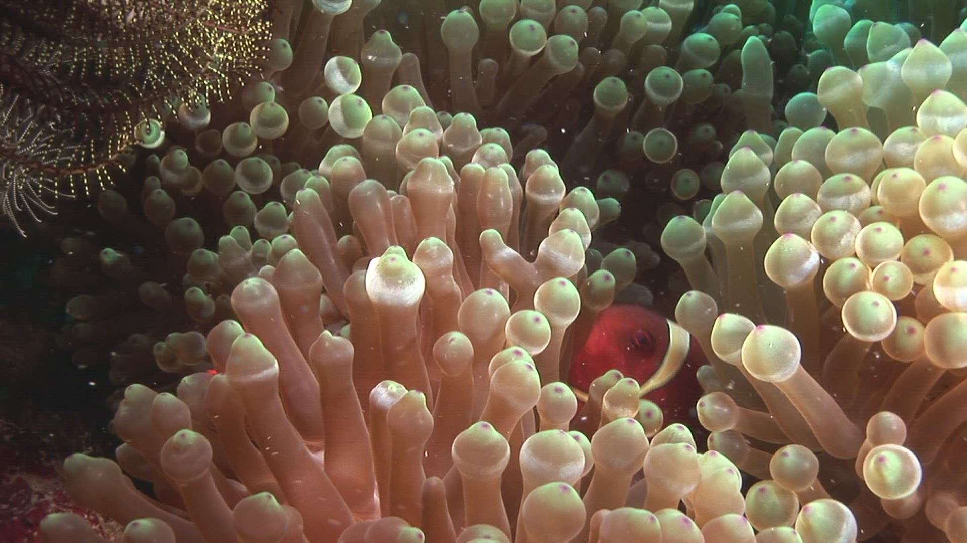 784518592 / Amphiprioninae / Sea Anemone / Indonesia