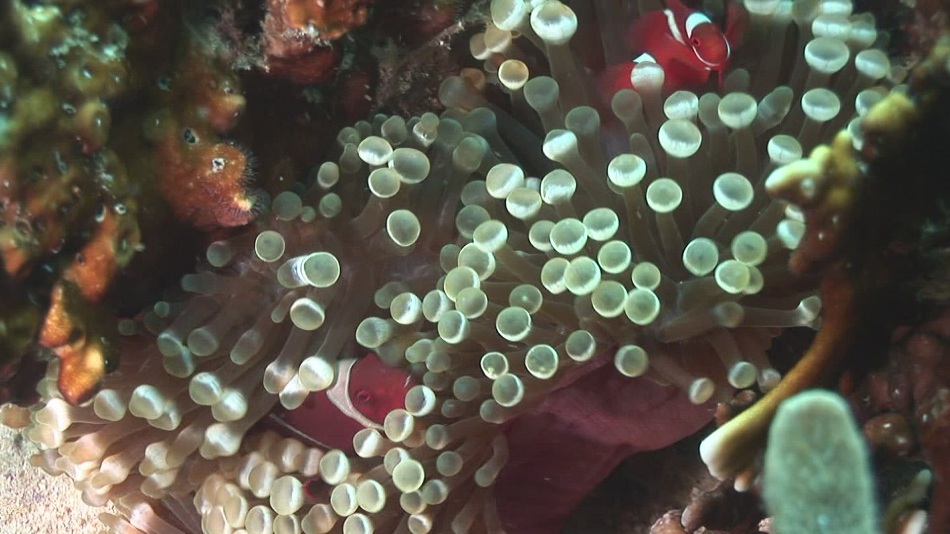 645085874 / Amphiprioninae / Sea Anemone / Indonesia
