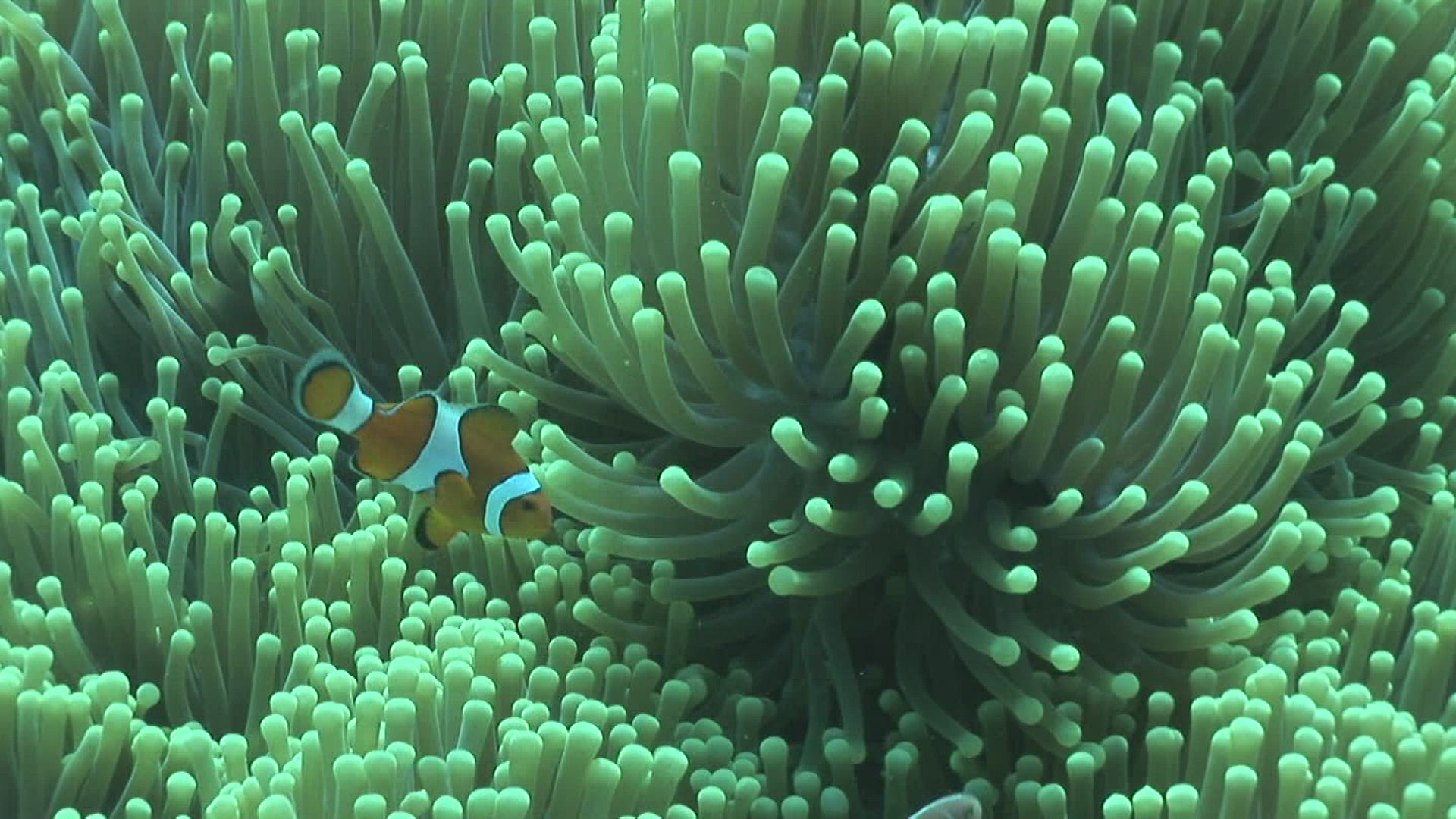 663594291 / Amphiprioninae / Sea Anemone / Indonesia