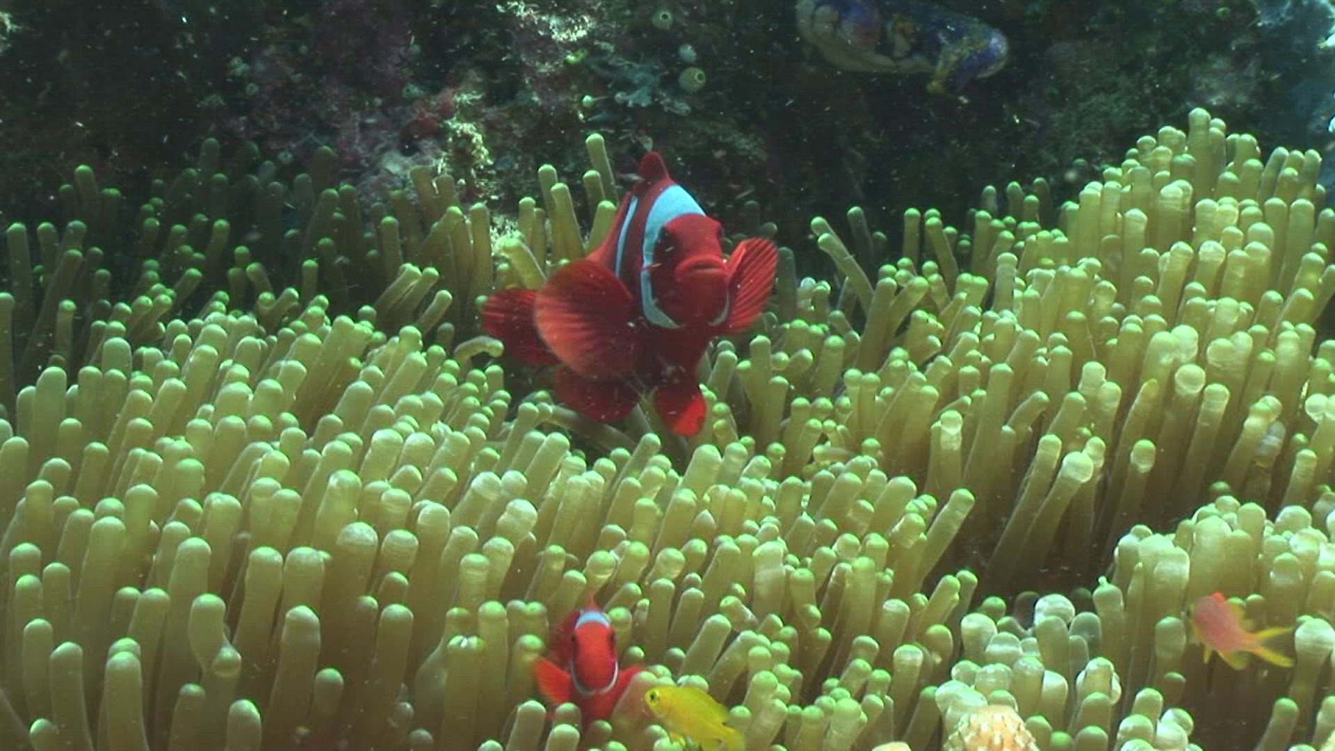793673301 / Amphiprioninae / Sea Anemone / Indonesia