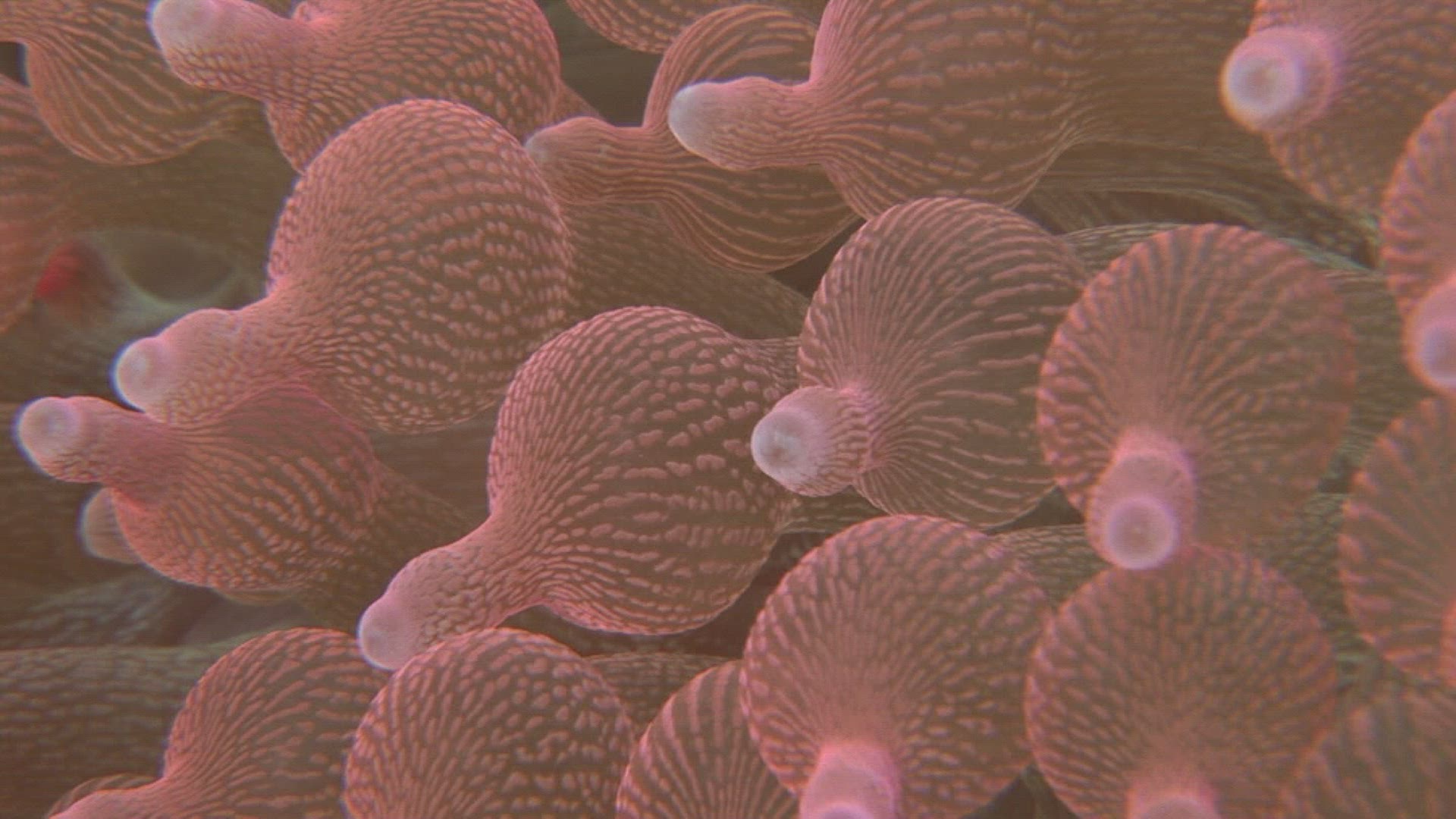 255372156 / Amphiprioninae / Sea Anemone / Indonesia