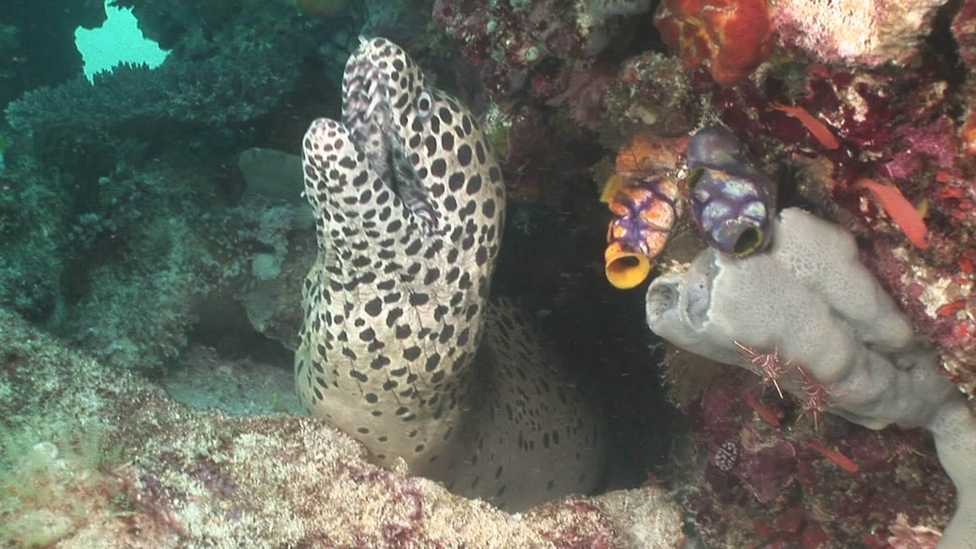 169411889 / Moray Eel / Shrimp / Indonesia