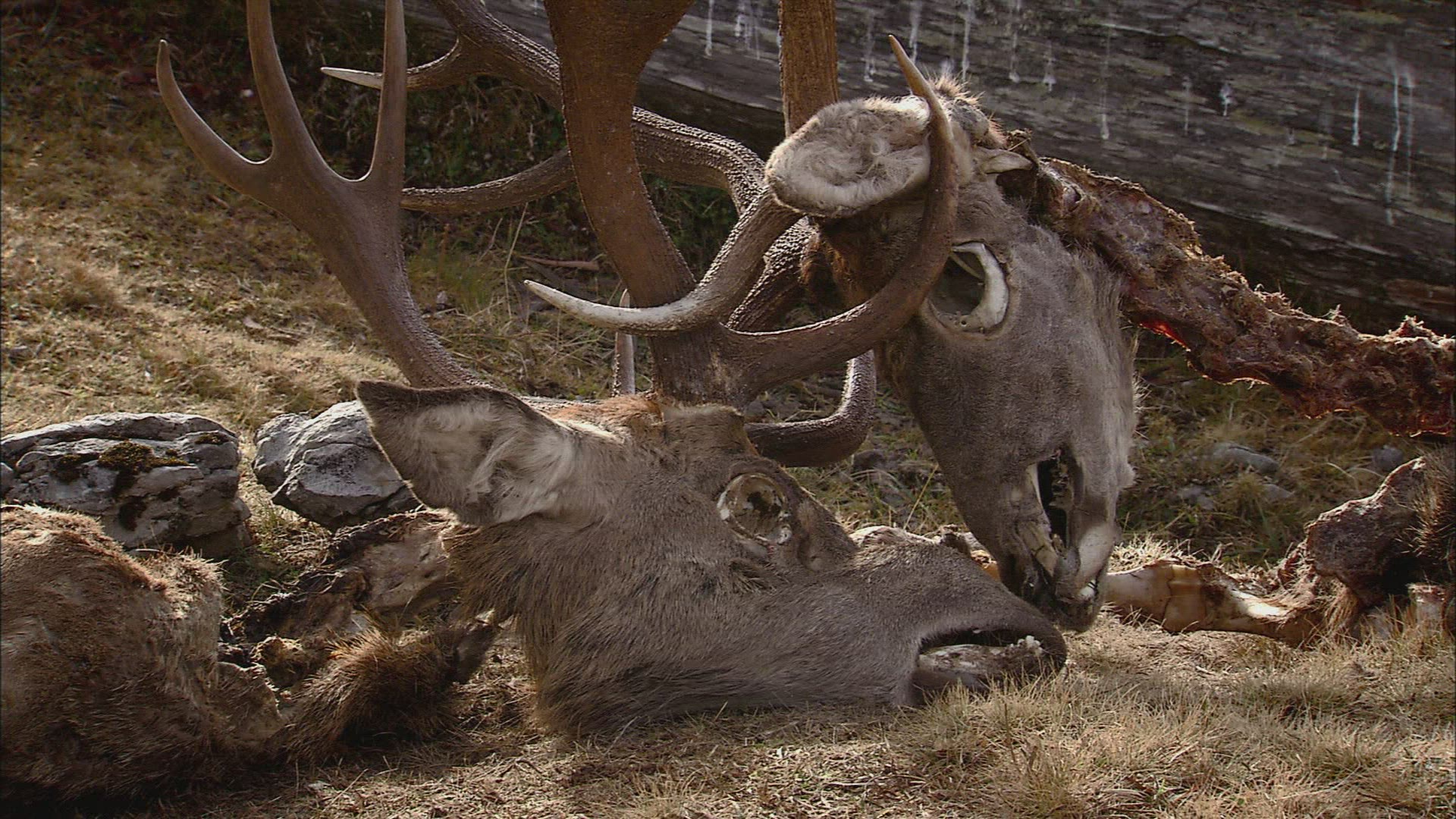 229350986 / Deer / Carcass / Austria