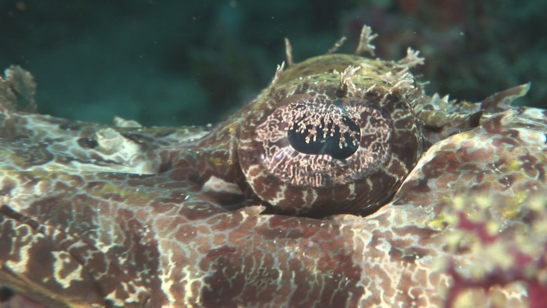 667065645 / Flathead / Indo-Pacific Ocean / Indonesia