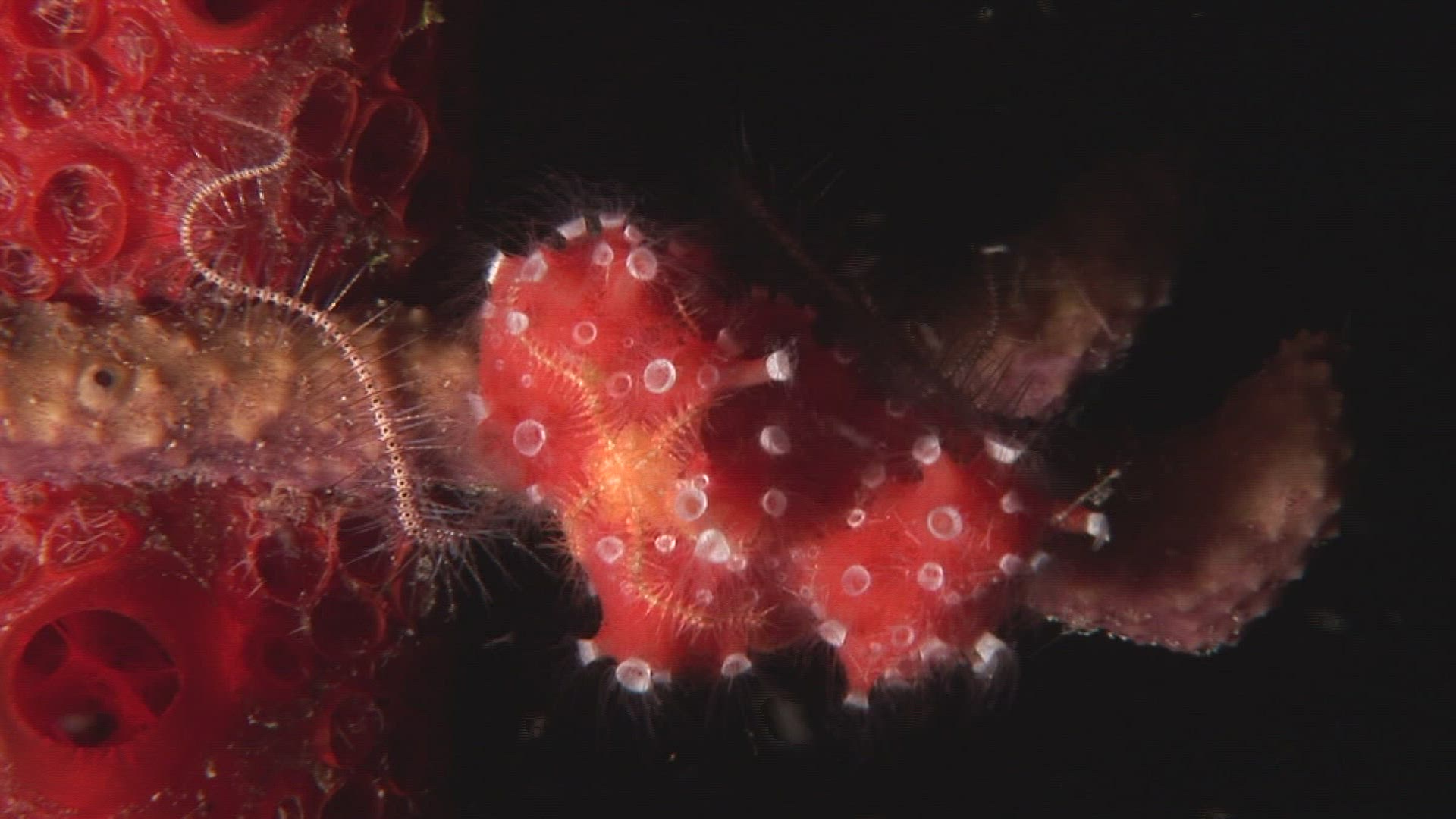 155642382 / Aquatic Animals / Indo-Pacific Ocean / Indonesia