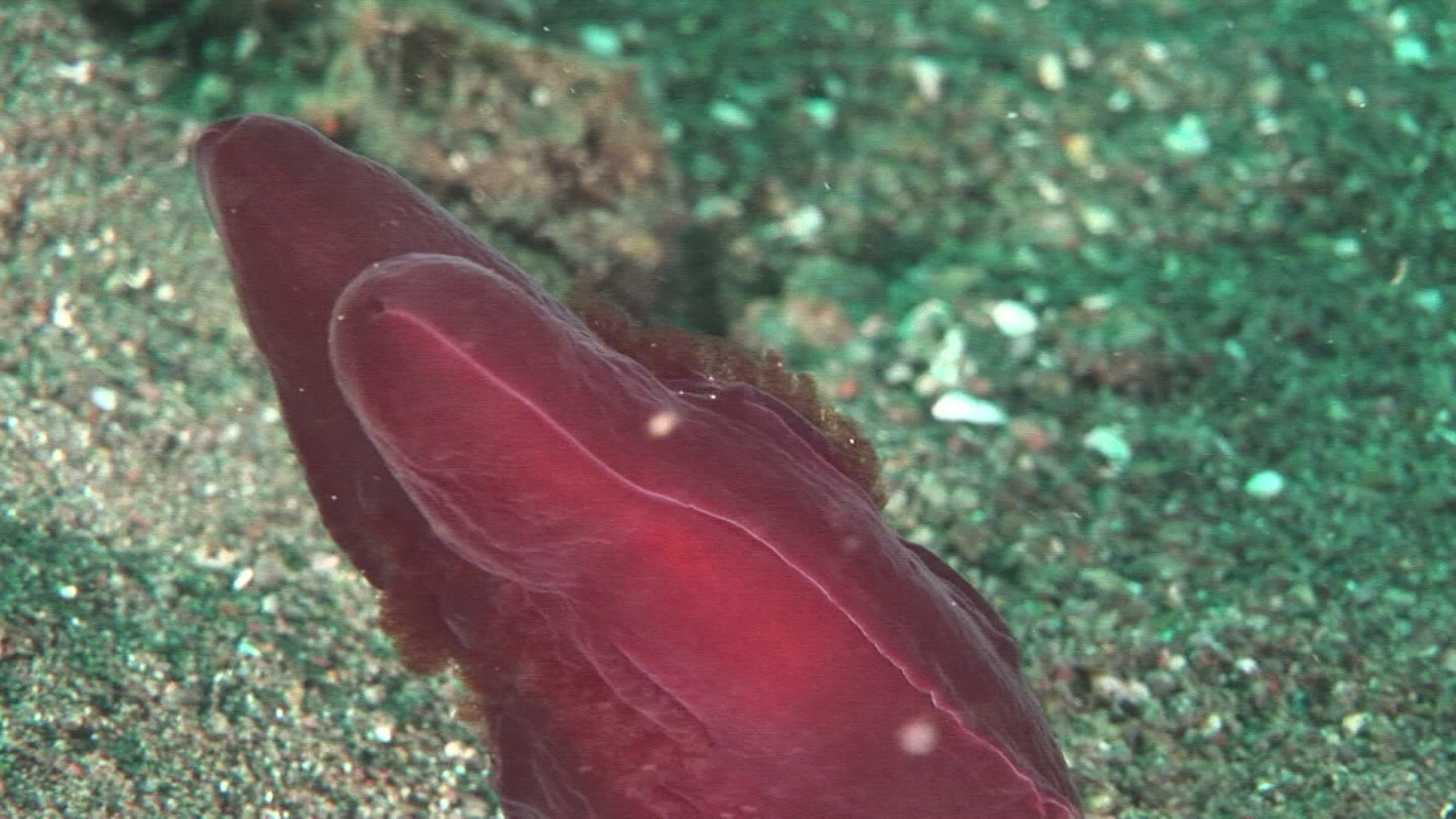 975368609 / Aquatic Animals / Indo-Pacific Ocean / Indonesia