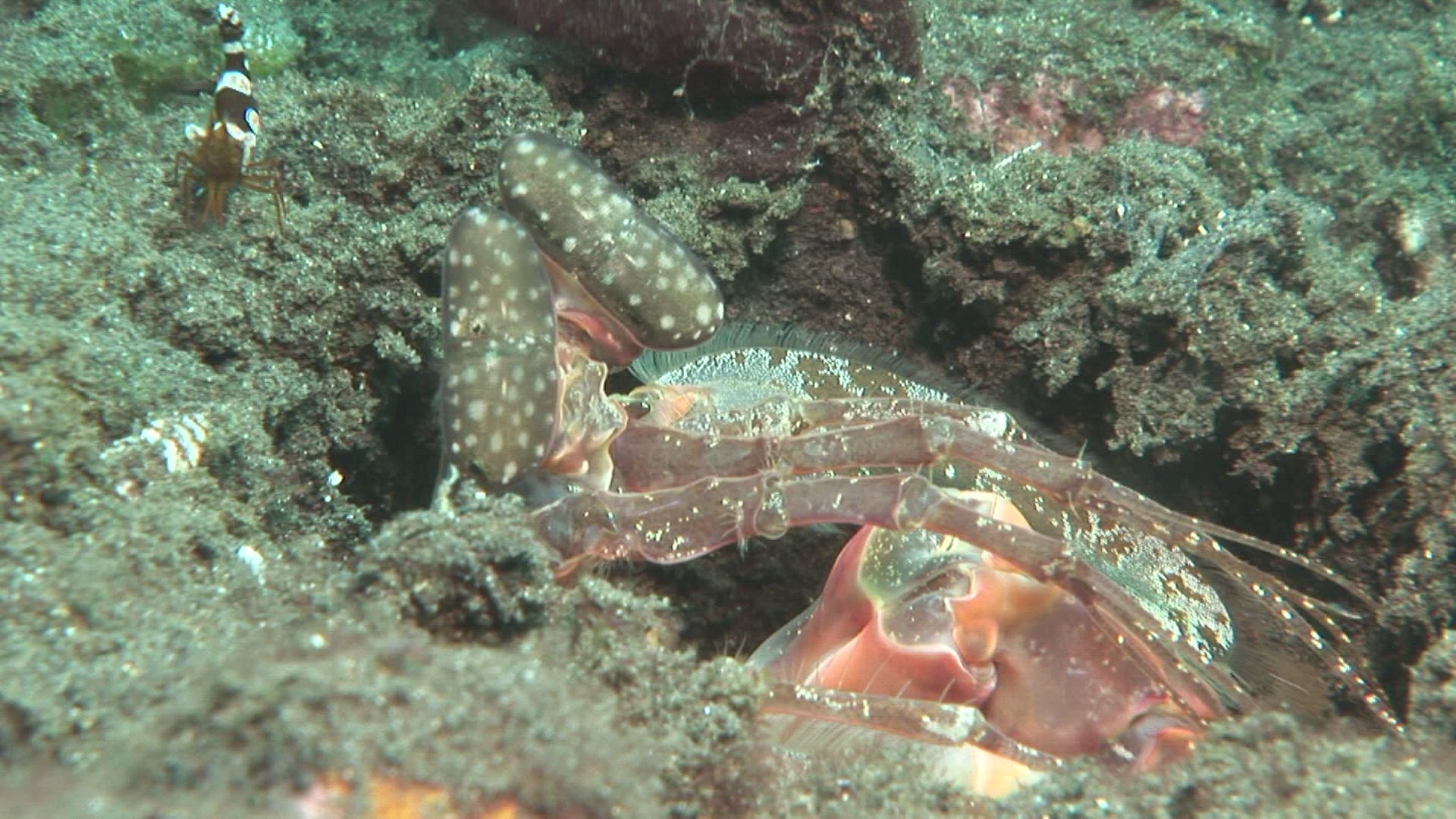 665274342 / Shrimp / Indo-Pacific Ocean / Indonesia