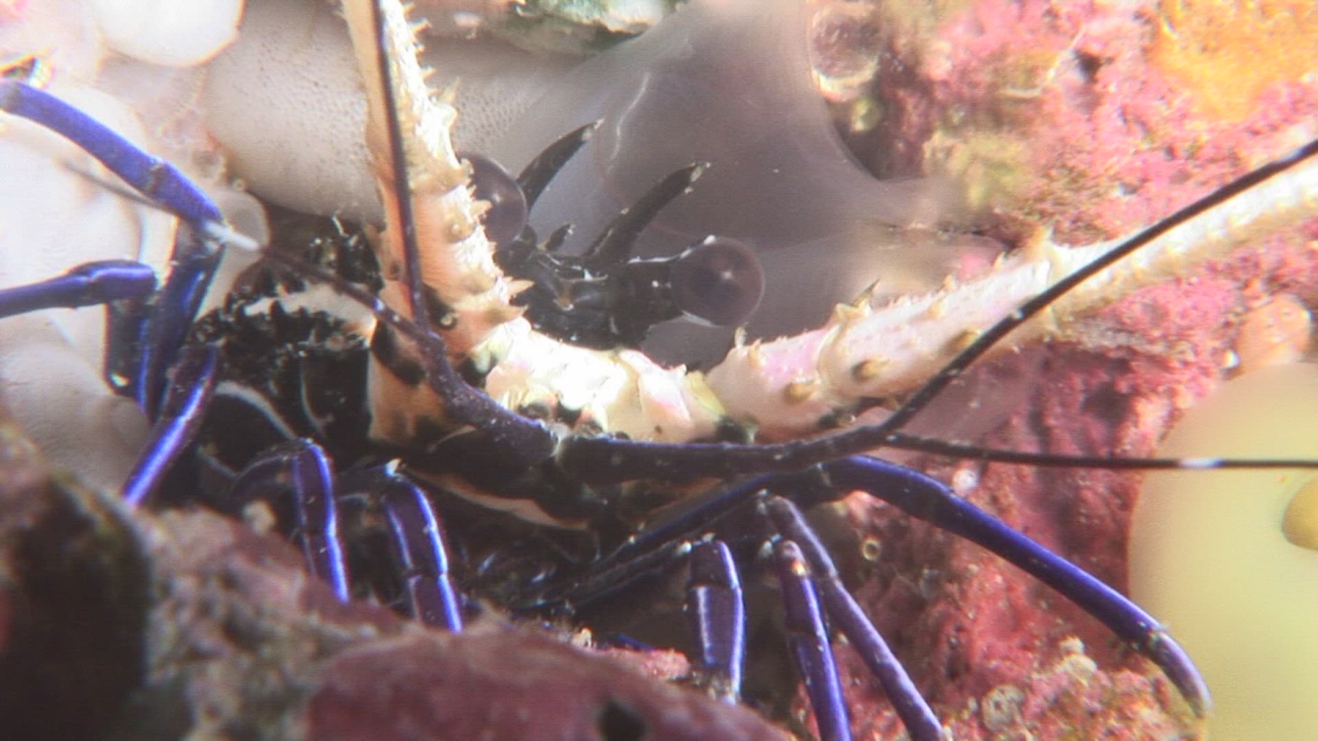 880094765 / Crawfish / Indo-Pacific Ocean / Indo-Pacific Ocean