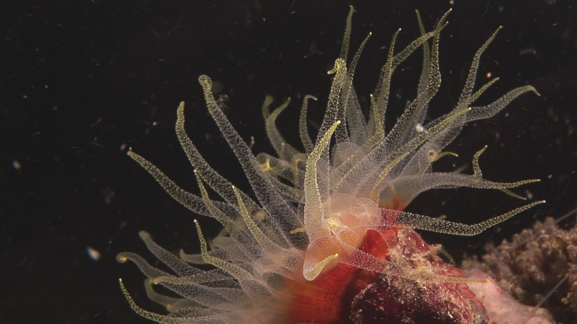 333392486 / Cnidarian / Indo-Pacific Ocean