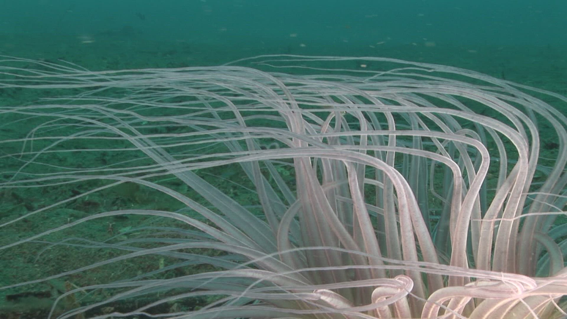 145572543 / Cnidarian / Indo-Pacific Ocean