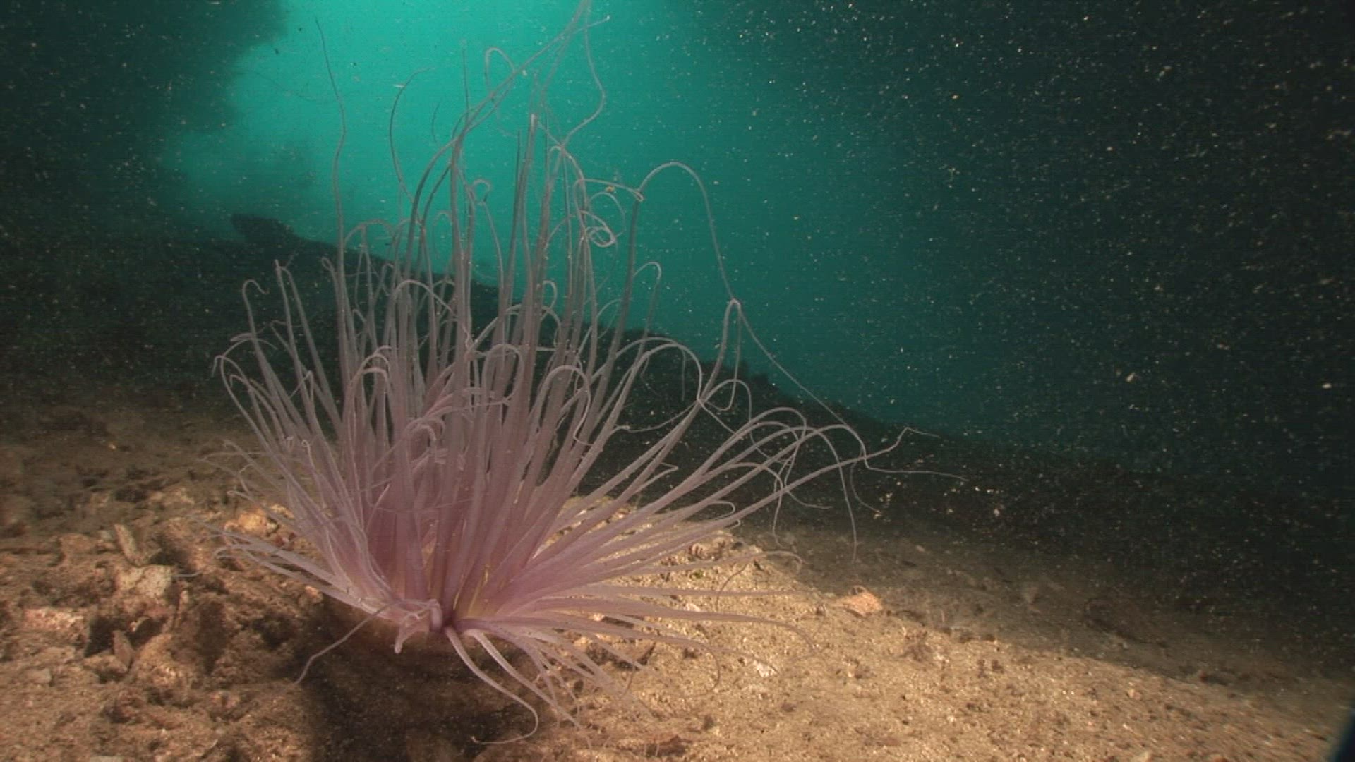 768445100 / Cnidarian / Indo-Pacific Ocean
