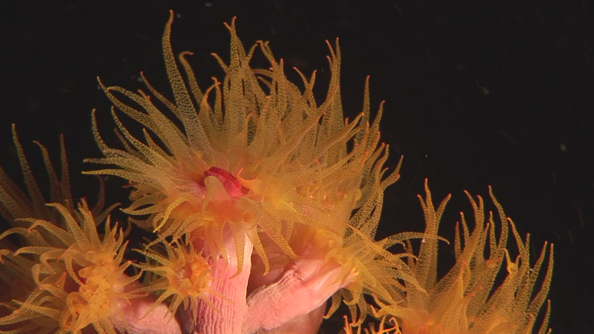 787397030 / Cnidarian / Indo-Pacific Ocean