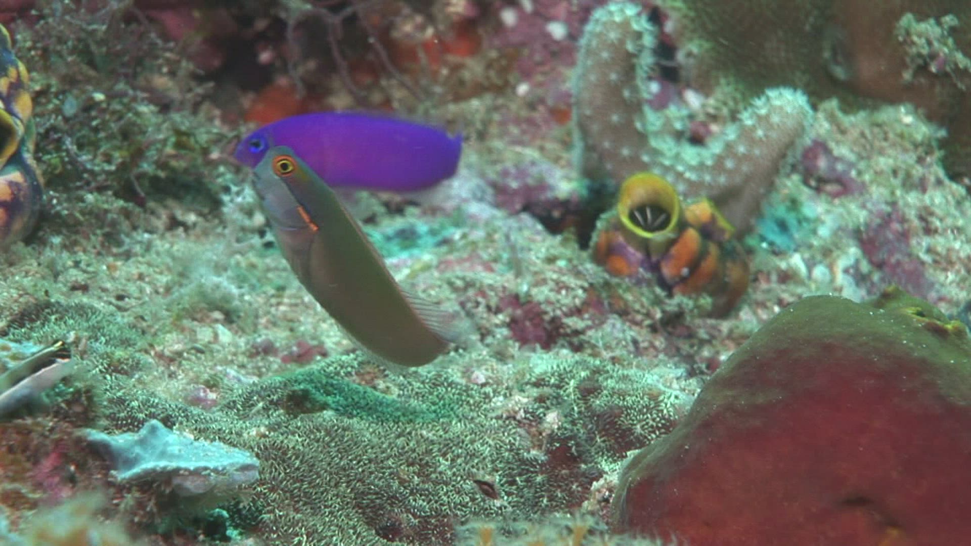 583617575 / Blenny / Indo-Pacific Ocean