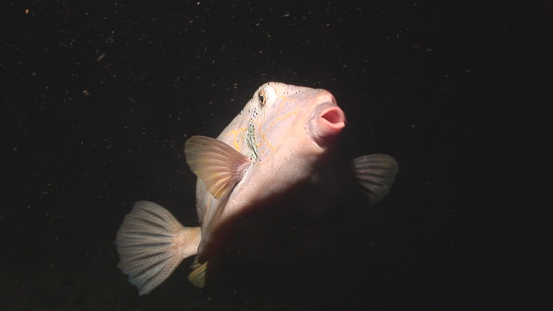 774763715 / Tropical Fish / Indo-Pacific Ocean